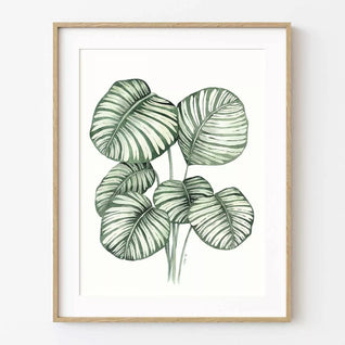 Póster Calathea