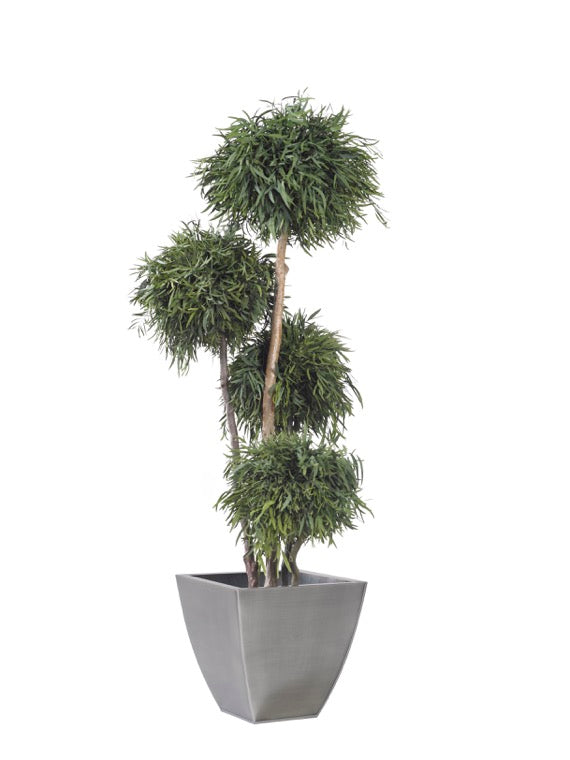 Árbol preservado - Eucalipto Nicoly 4 bolas