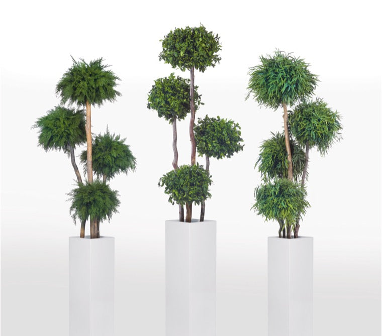 Árbol preservado - Eucalipto Nicoly 4 bolas