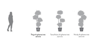 Arbre stabilisé - Eucalyptus Nicoly 4 boules