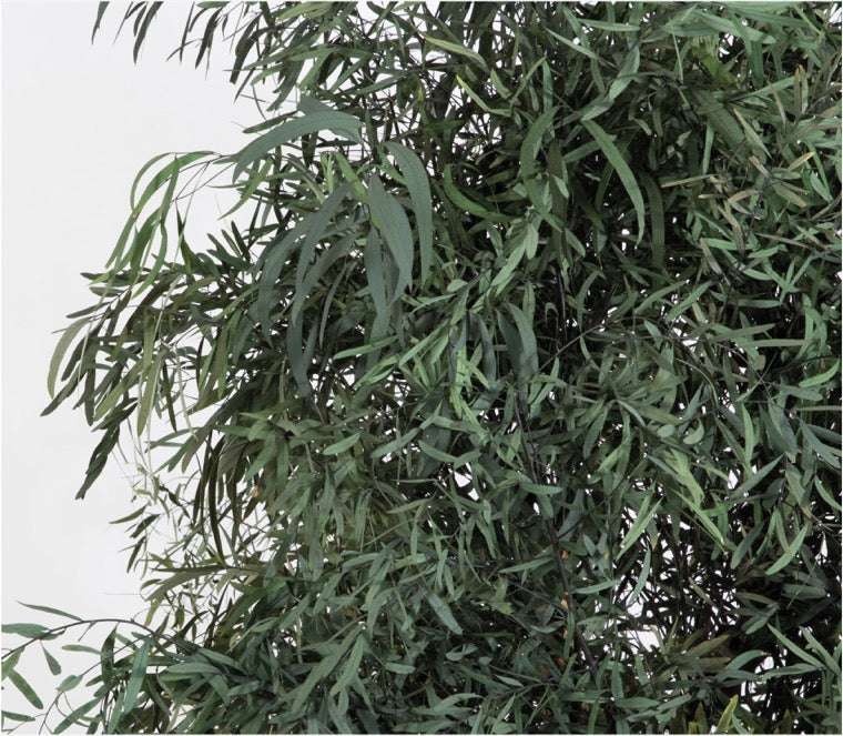 Árbol preservado - Eucalipto Nicoly fino