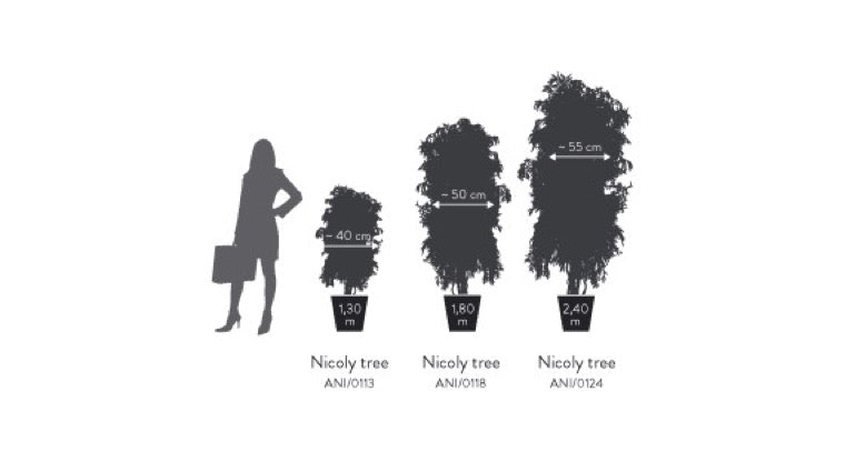 Árbol preservado - Eucalipto Nicoly fino