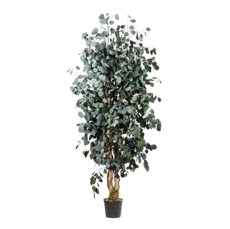 Árbol preservado - Eucalipto Populus Fino