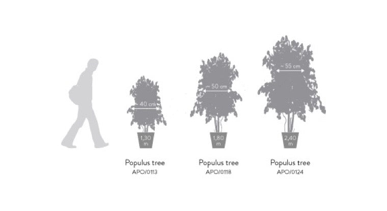 Árbol preservado - Eucalipto Populus Fino
