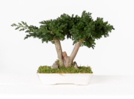 Bonsai preservado - Juniperus
