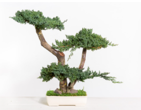 Bonsai preservado - Juniperus