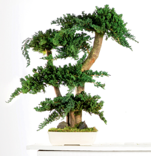 Bonsai preservado - Juniperus