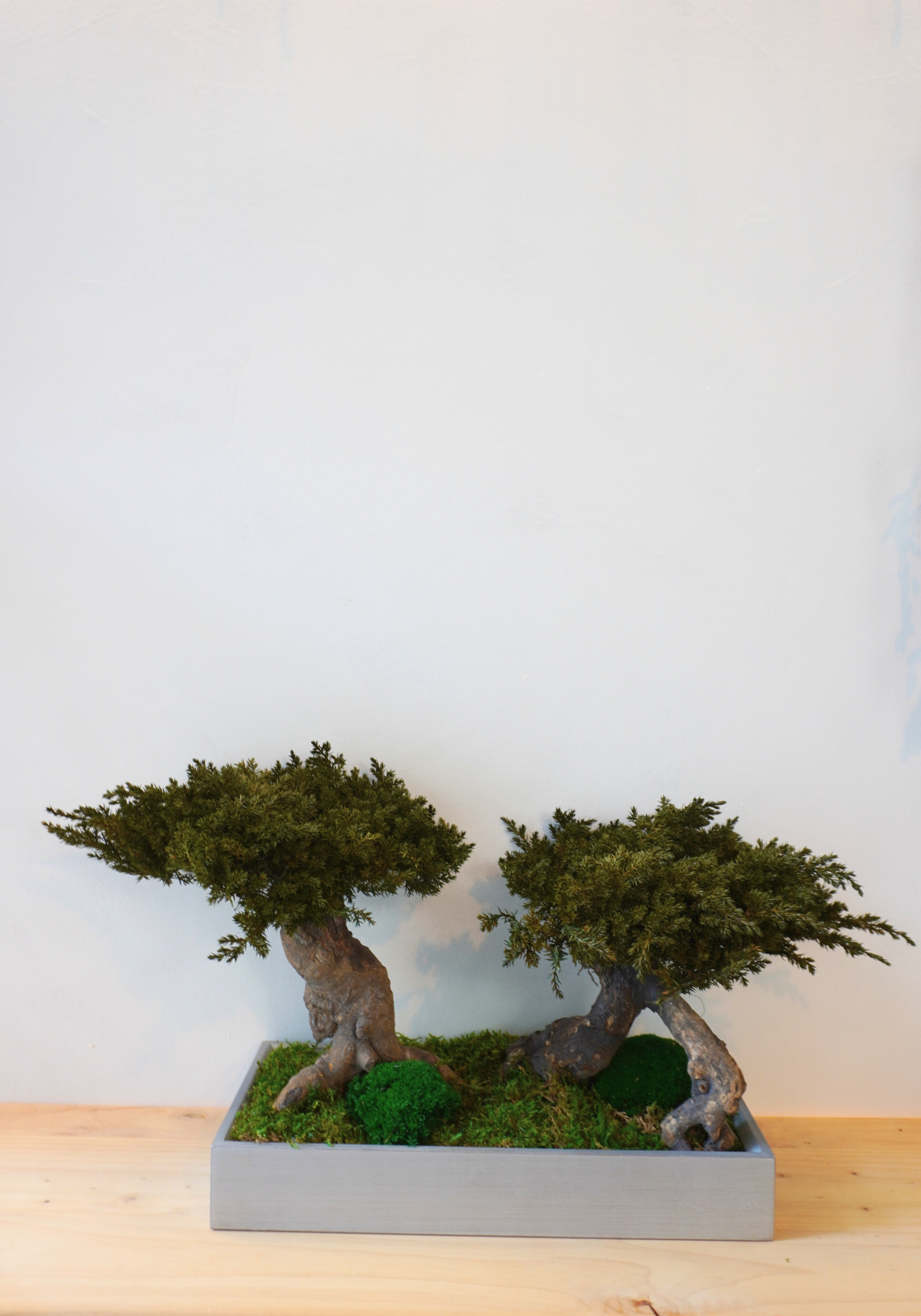 Bonsai preservado - Juniperus Doble