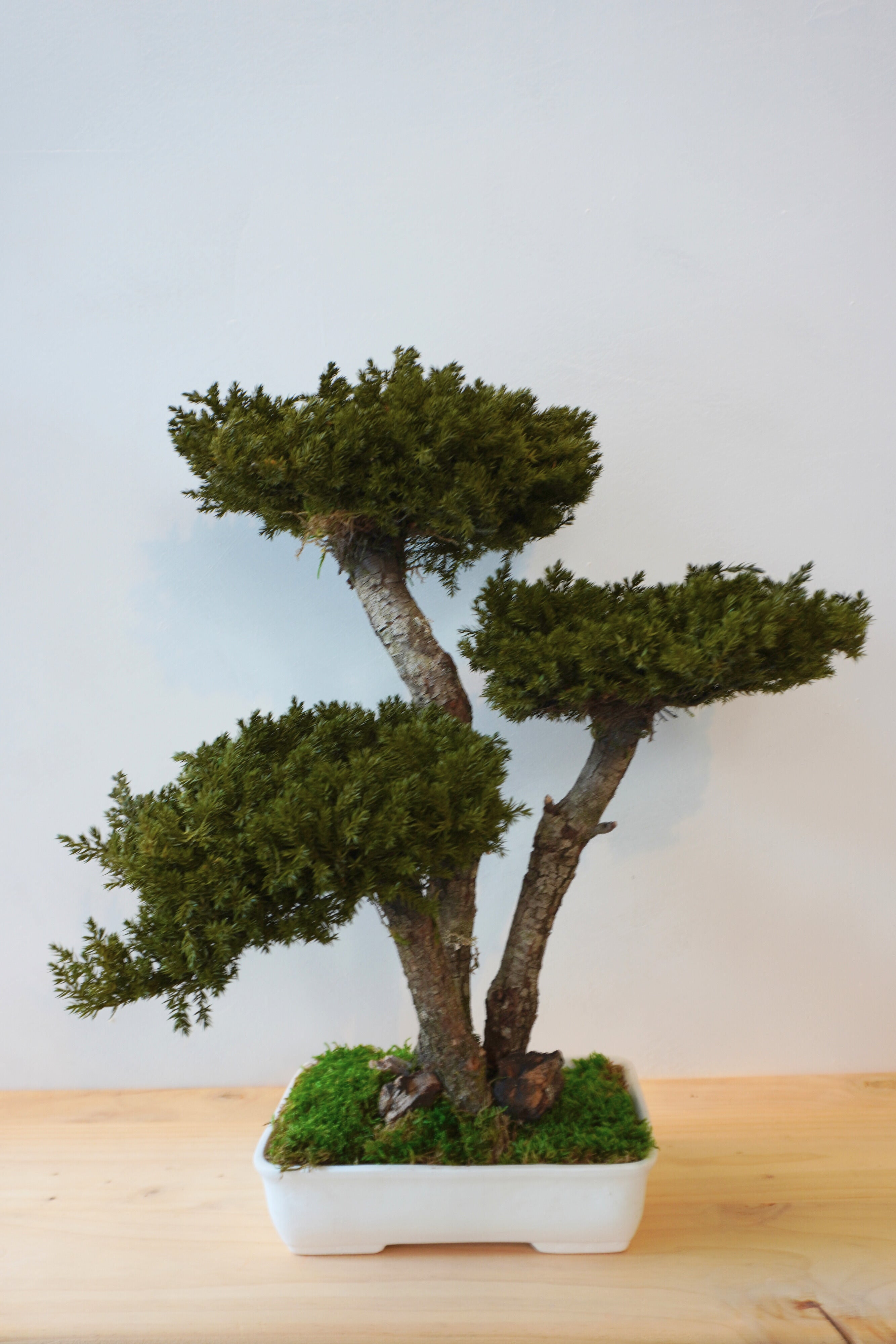 Bonsai preservado - Juniperus