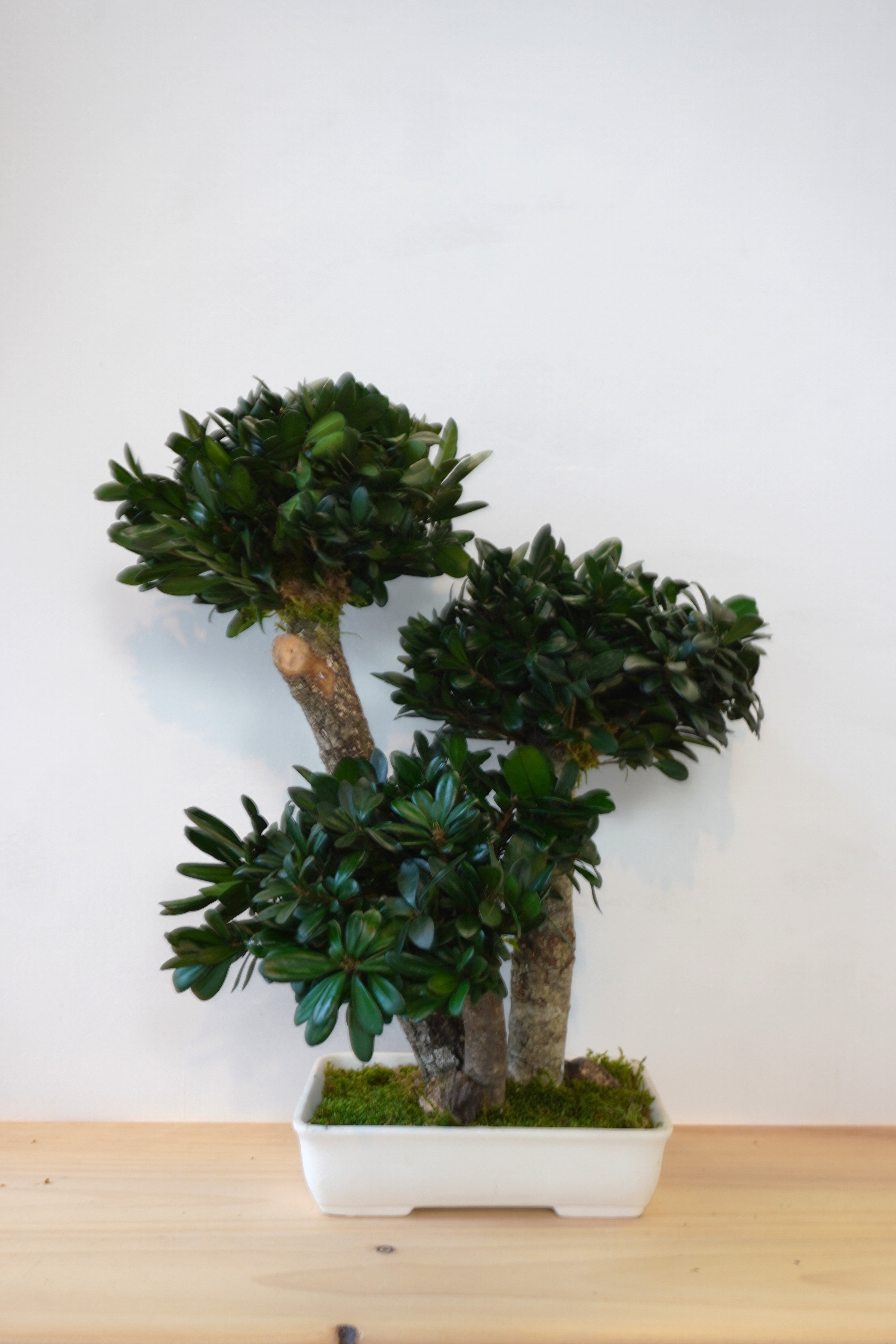 Bonsai preservado - Tobira