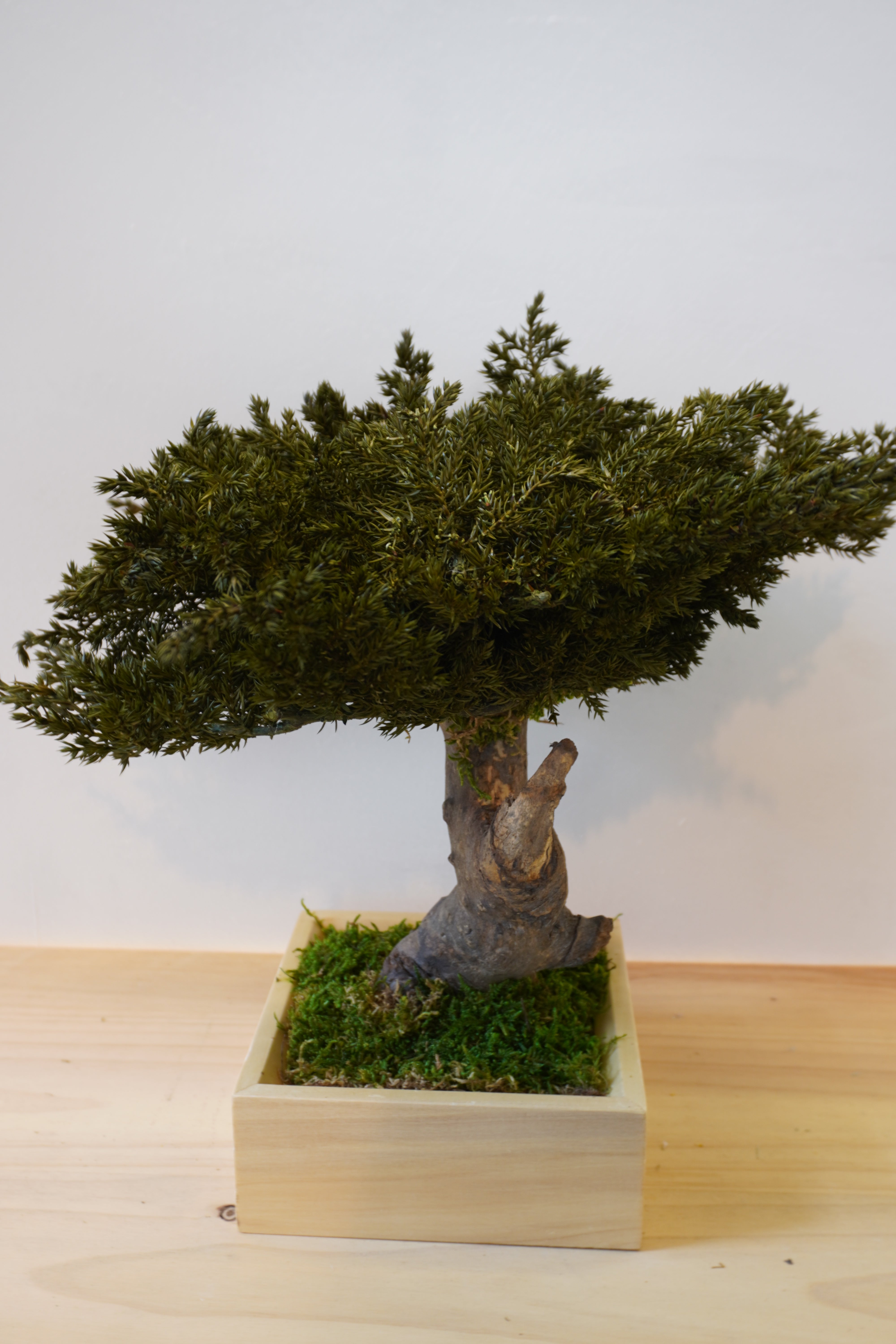 Bonsai preservado - Juniperus Viña