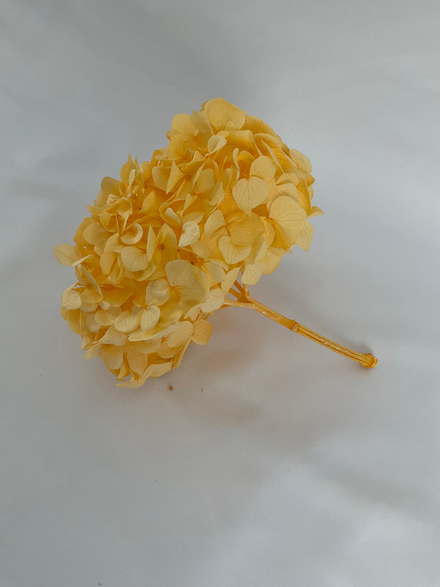 HORTENSIA PRESERVADA