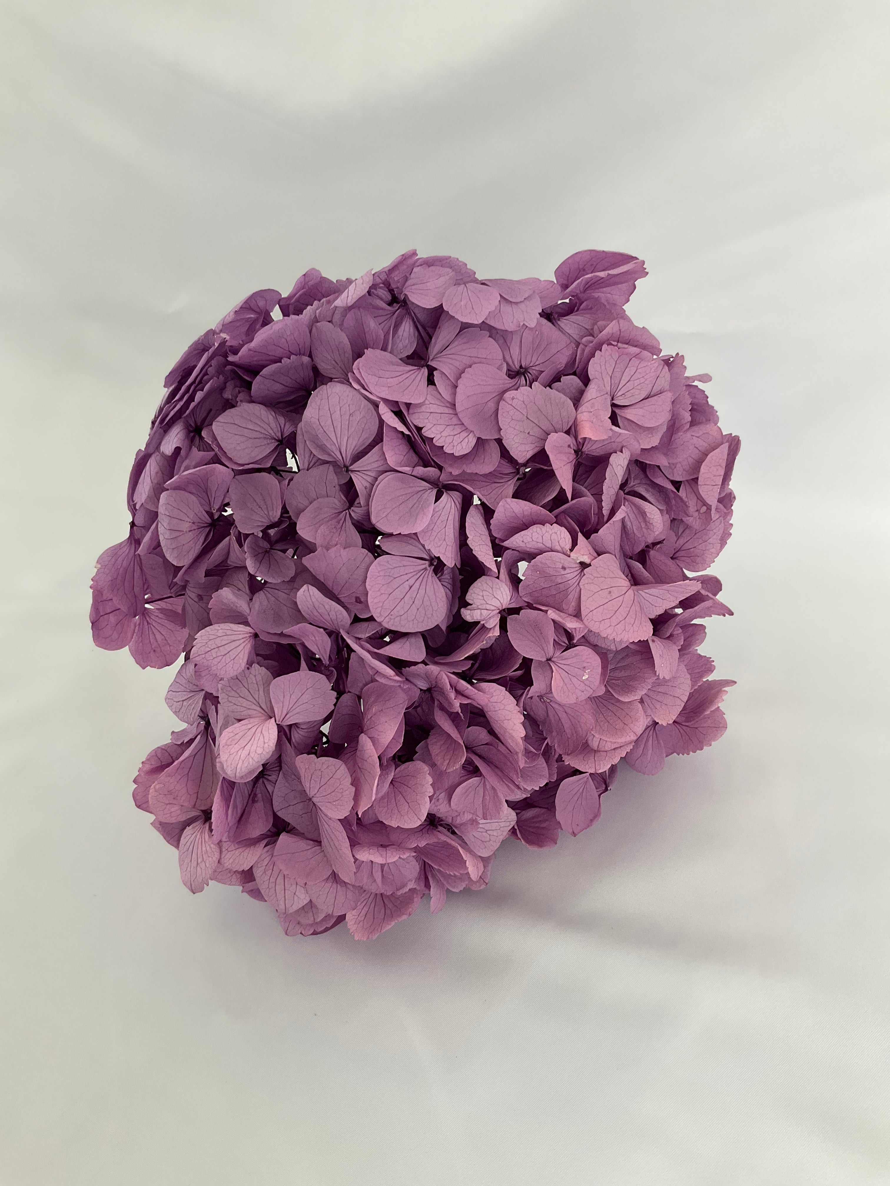 HORTENSIA PRESERVADA
