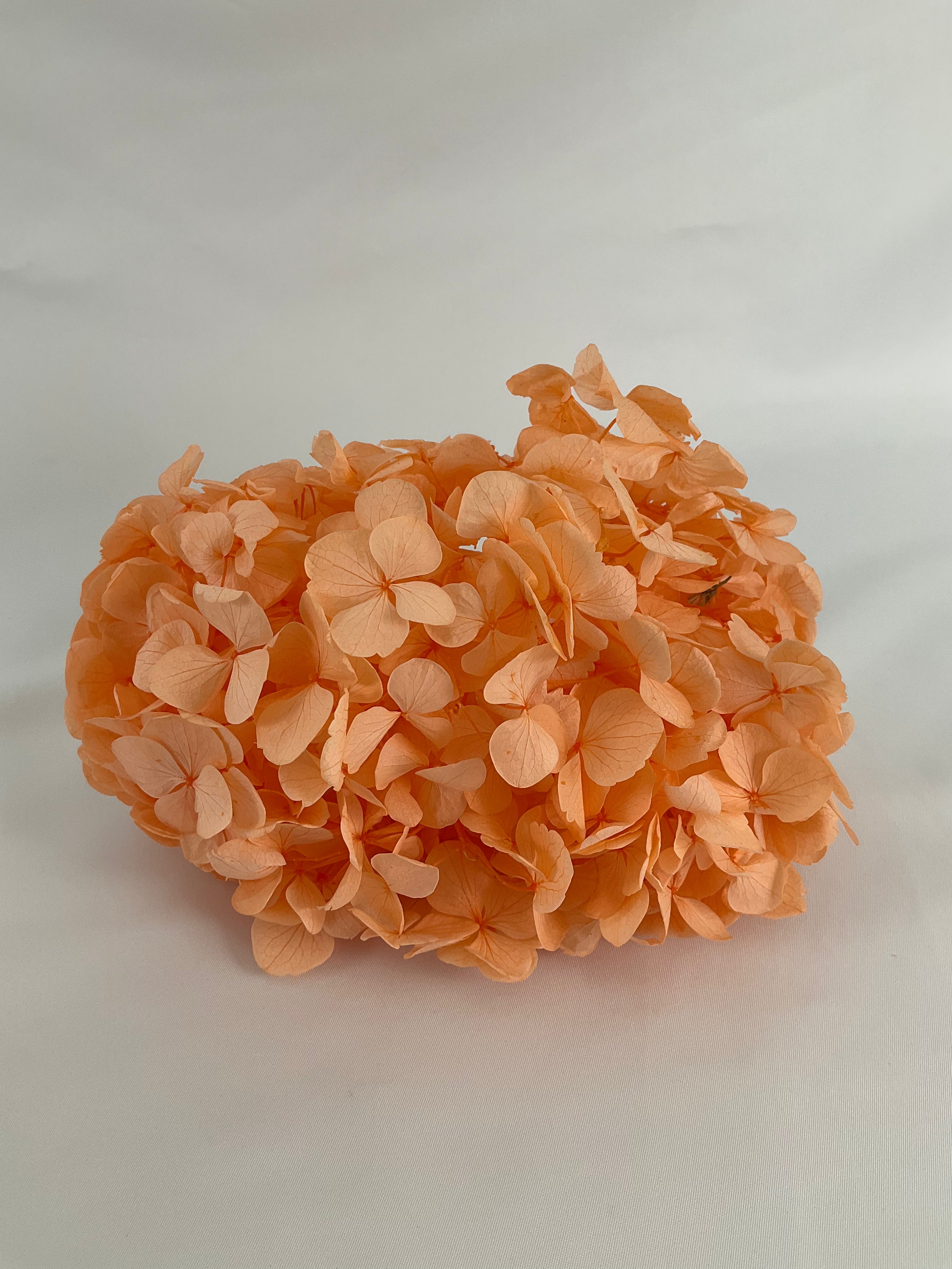 HORTENSIA PRESERVADA