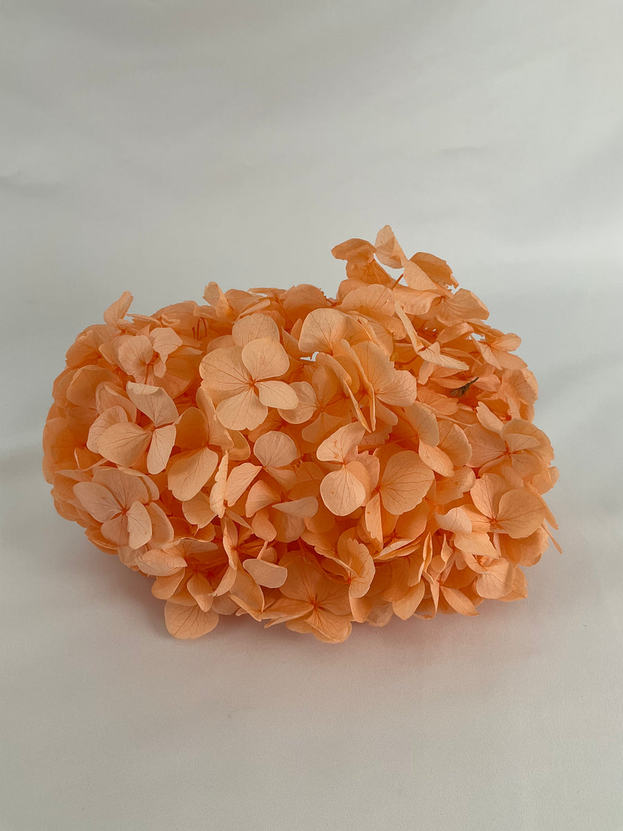 HORTENSIA PRESERVADA