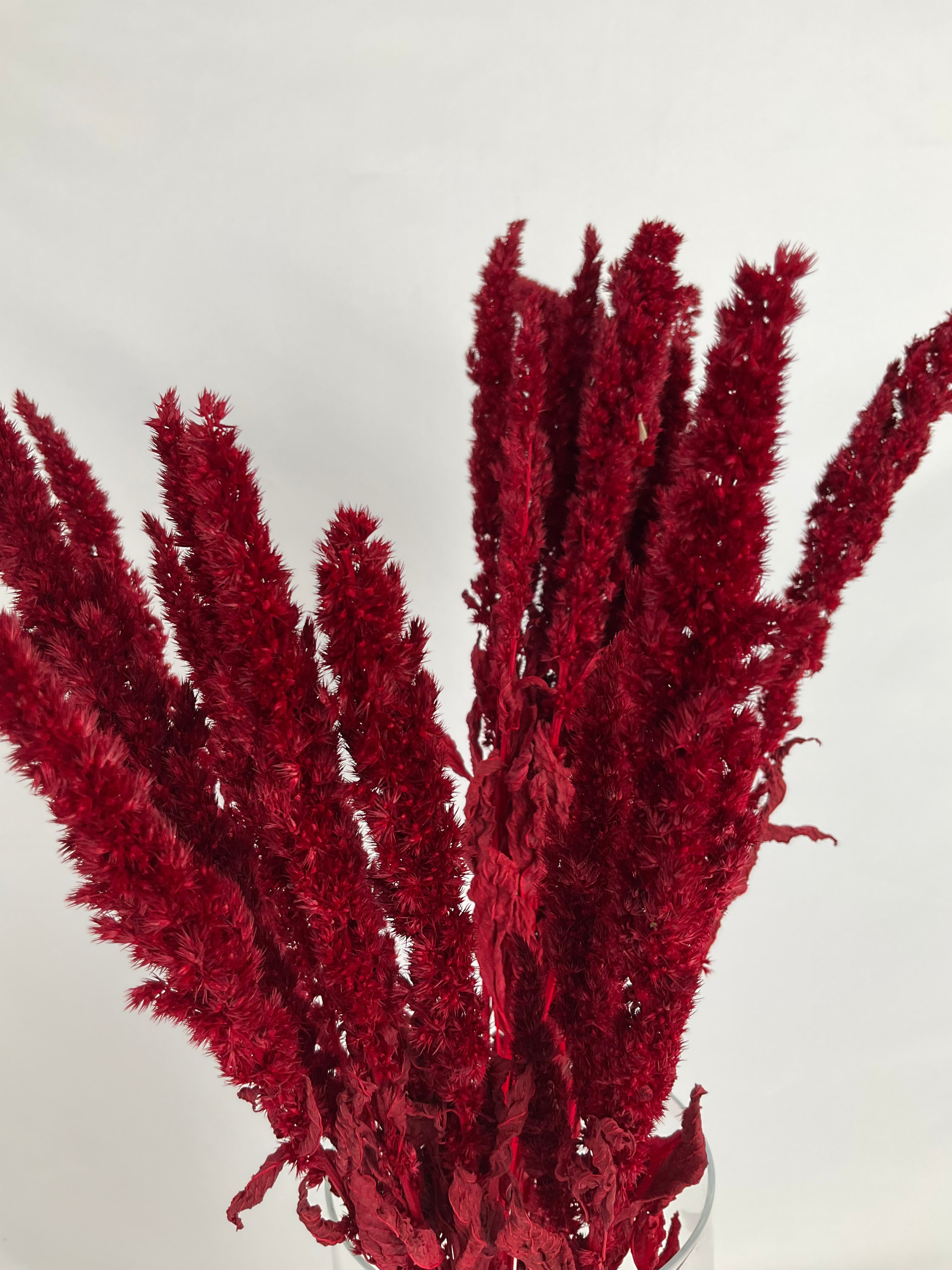 Amaranthus