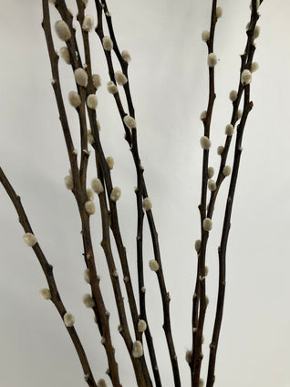 Salix