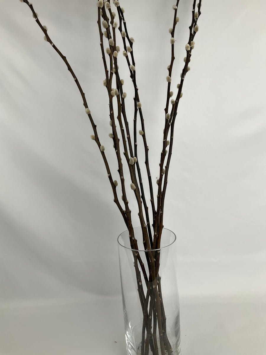 Salix