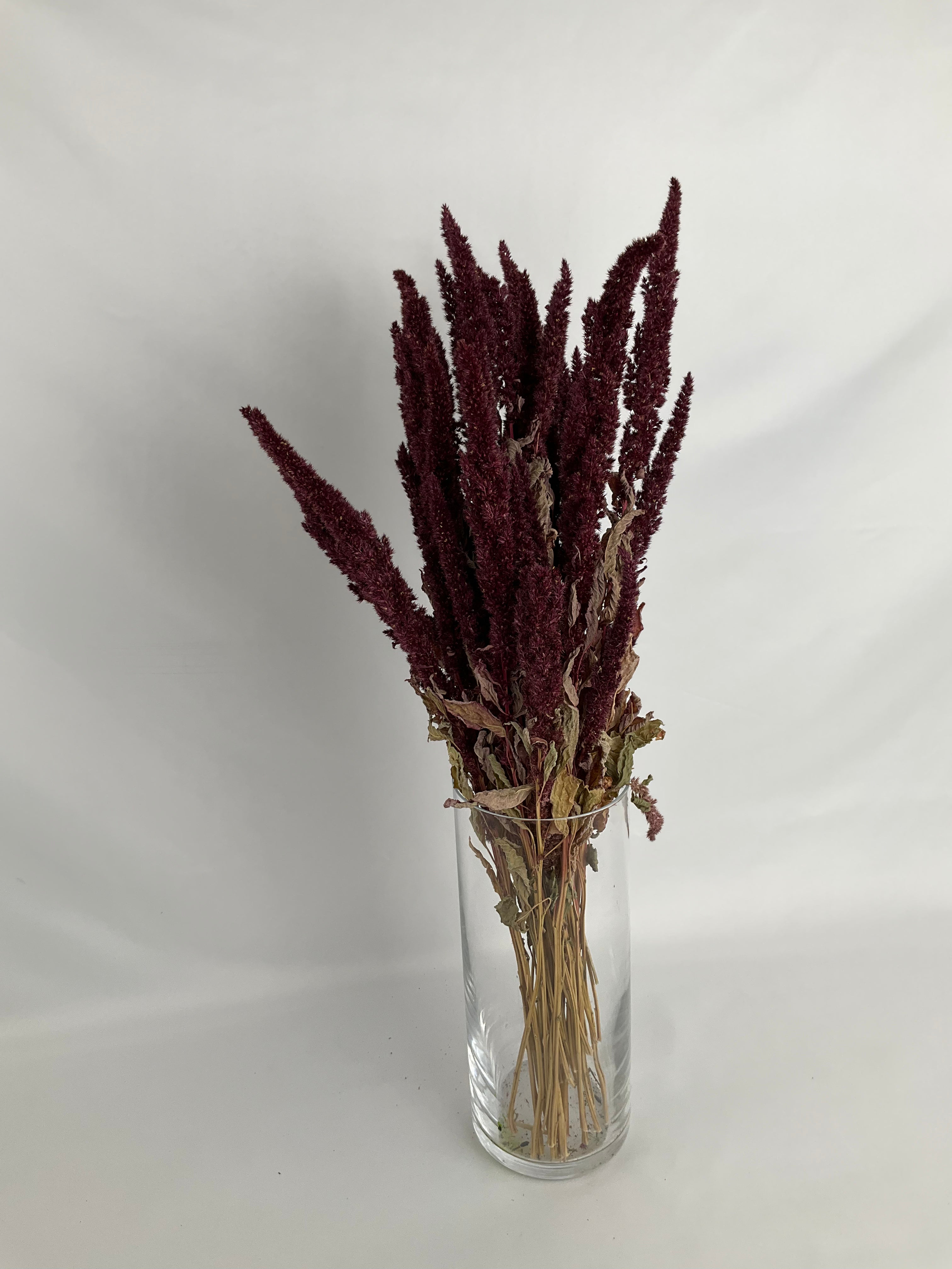 Amaranthus
