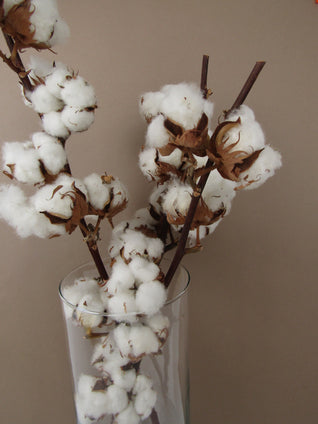 Branche de fleurs de coton