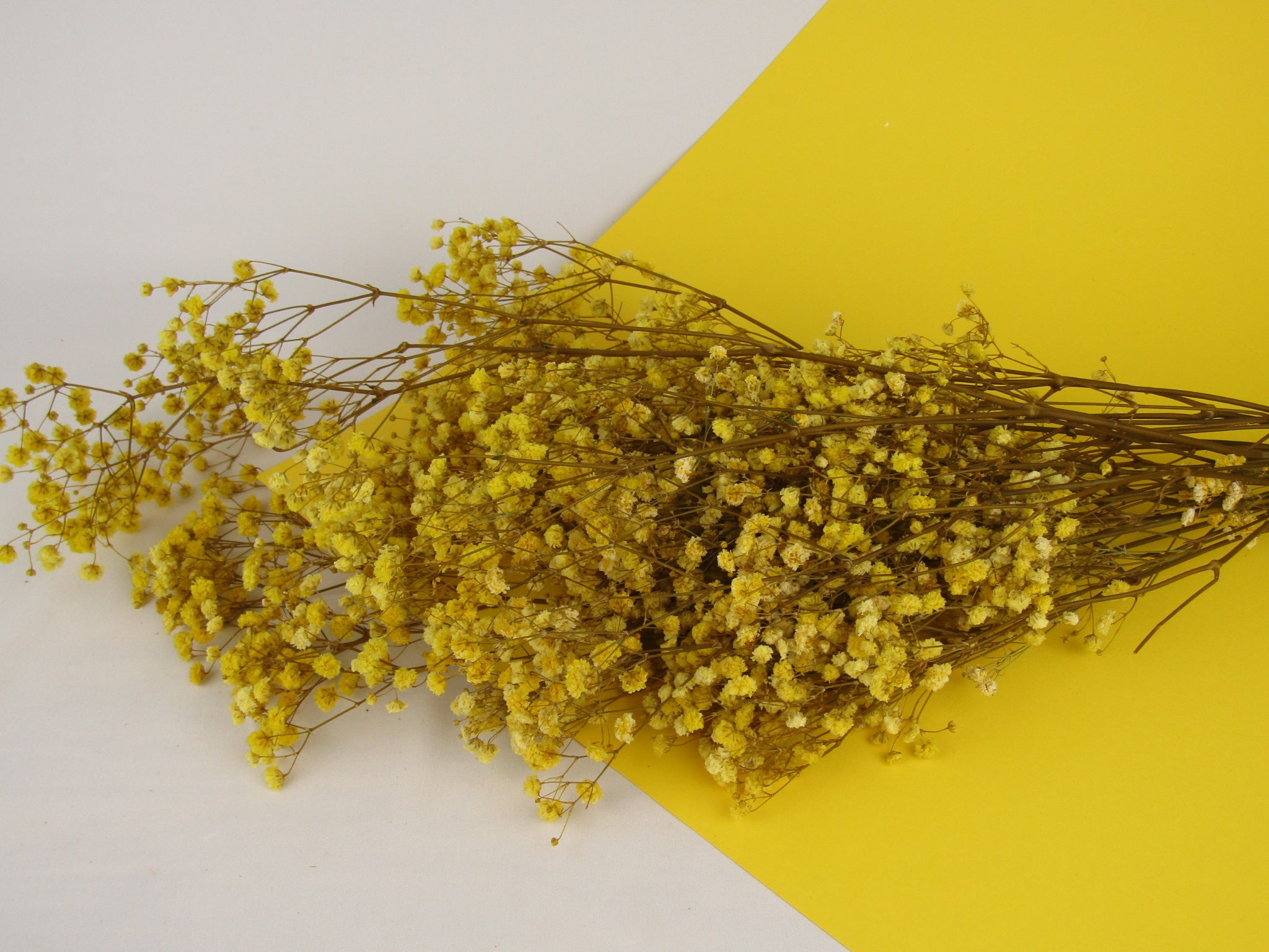 Paniculata preservada