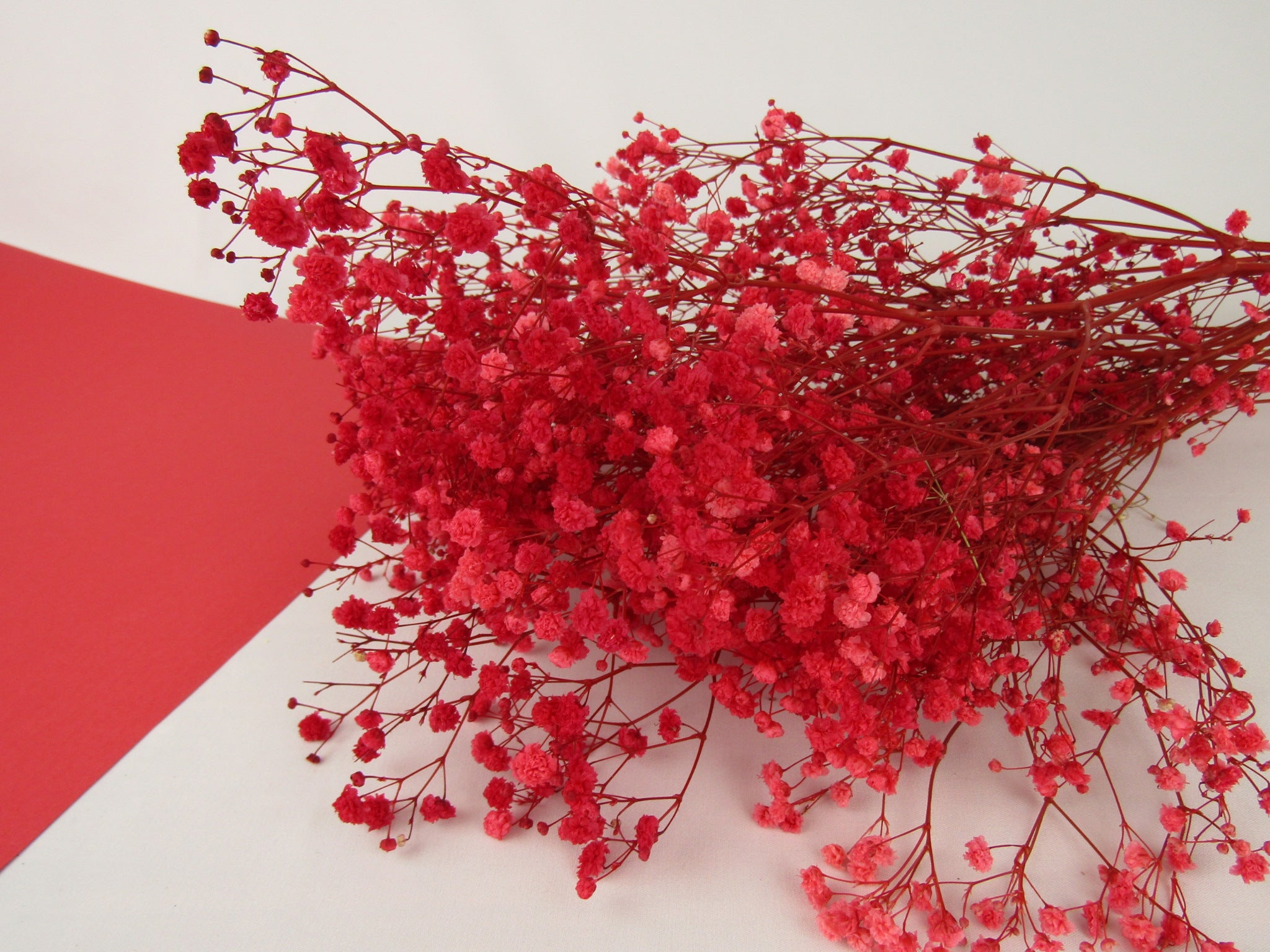 Paniculata preservada