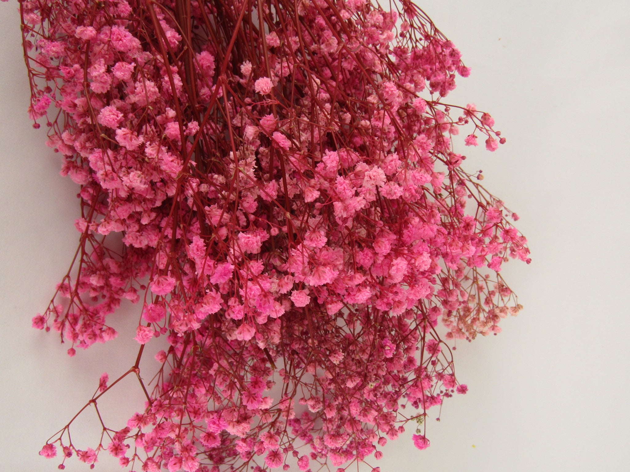 Paniculata preservada
