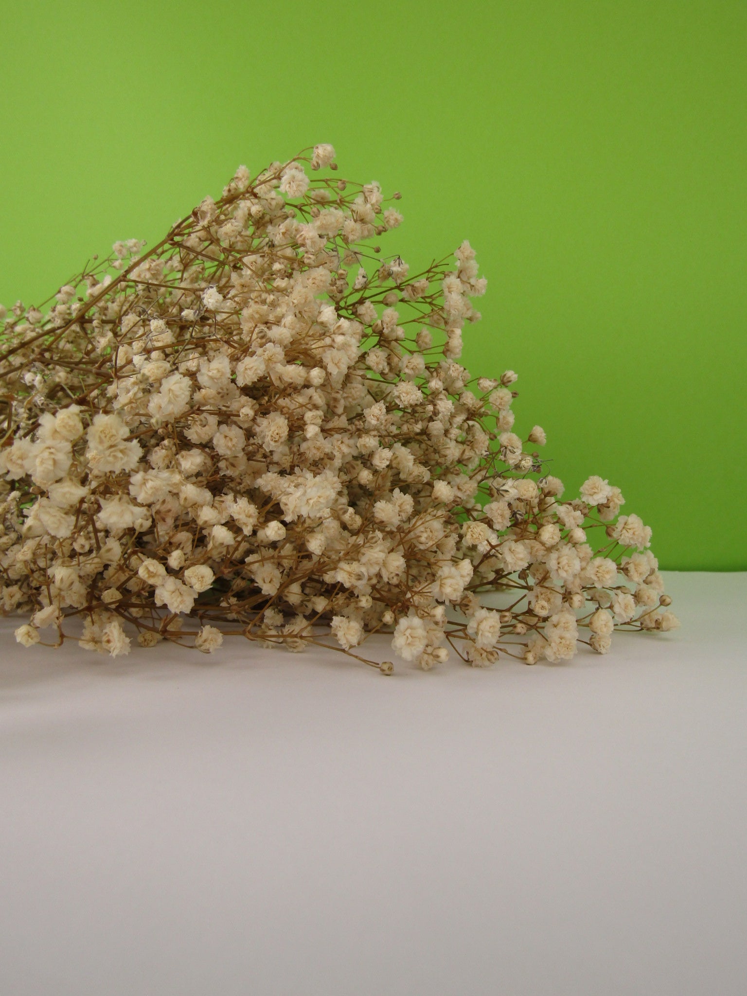 Paniculata preservada