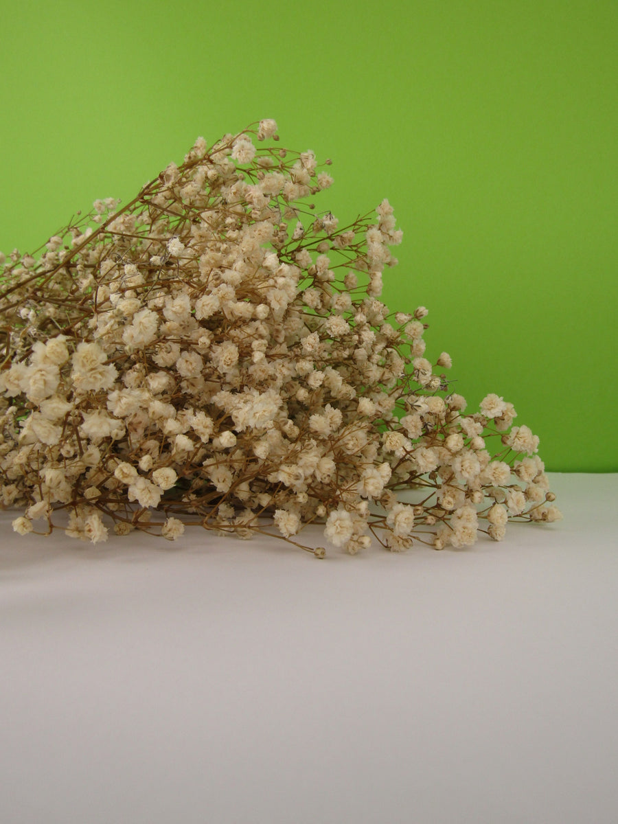 Paniculata preservada