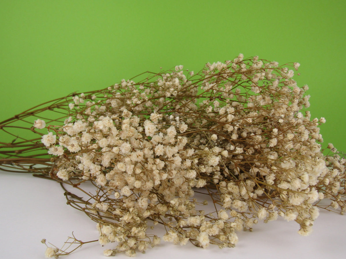Paniculata preservada