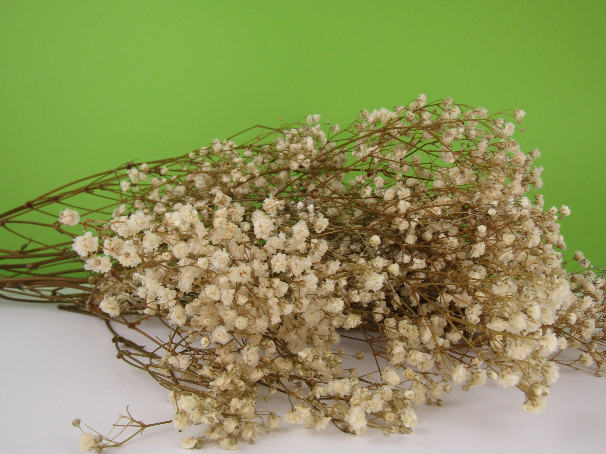 Paniculata preservada