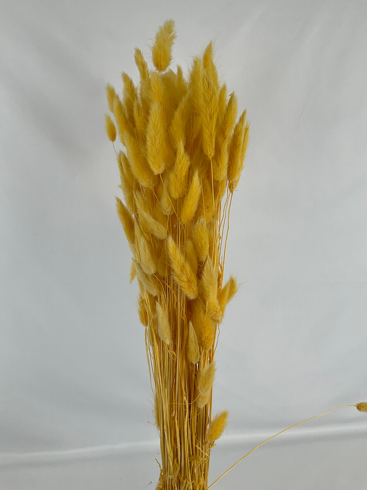 Lagurus