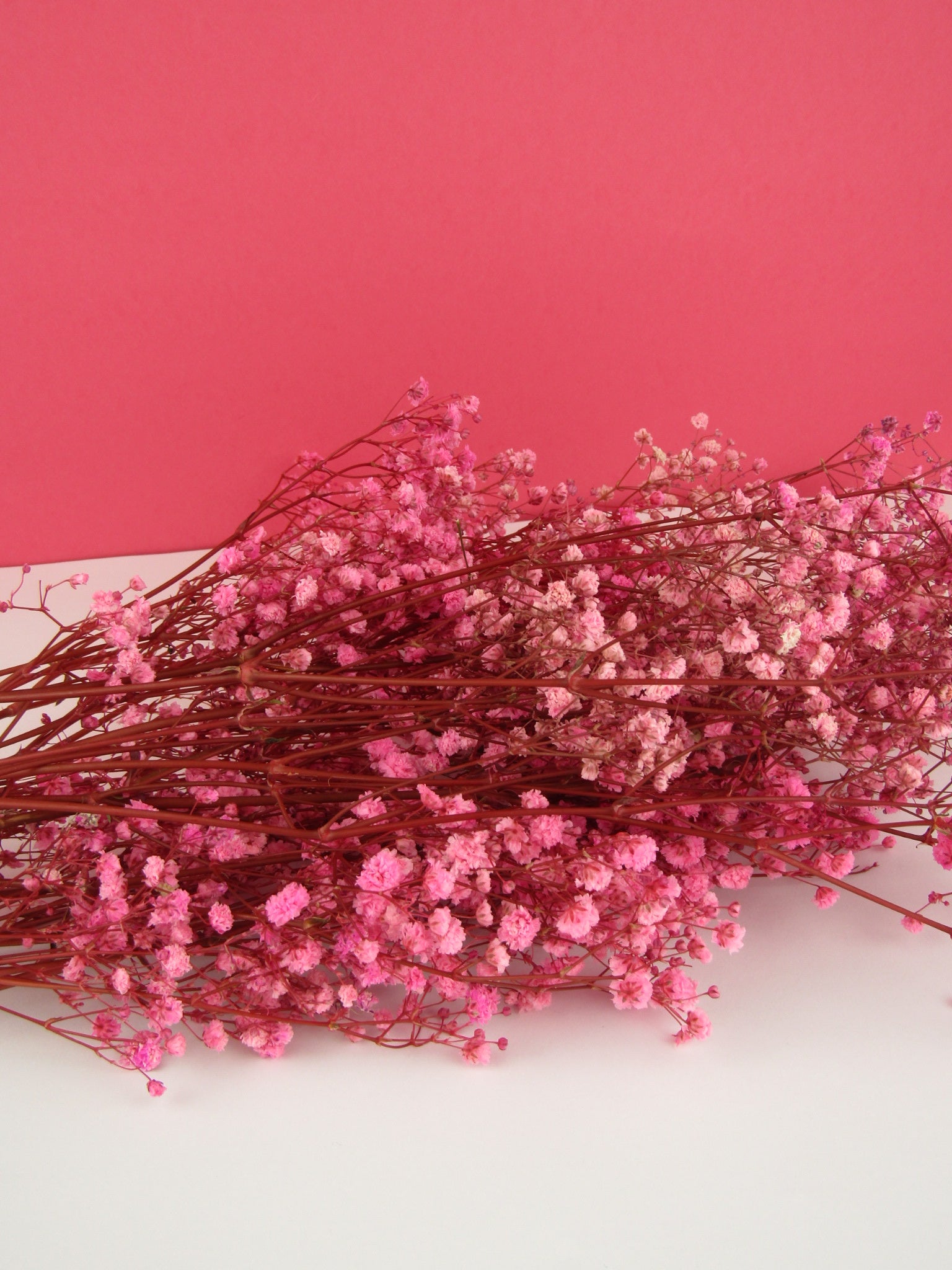 Paniculata preservada