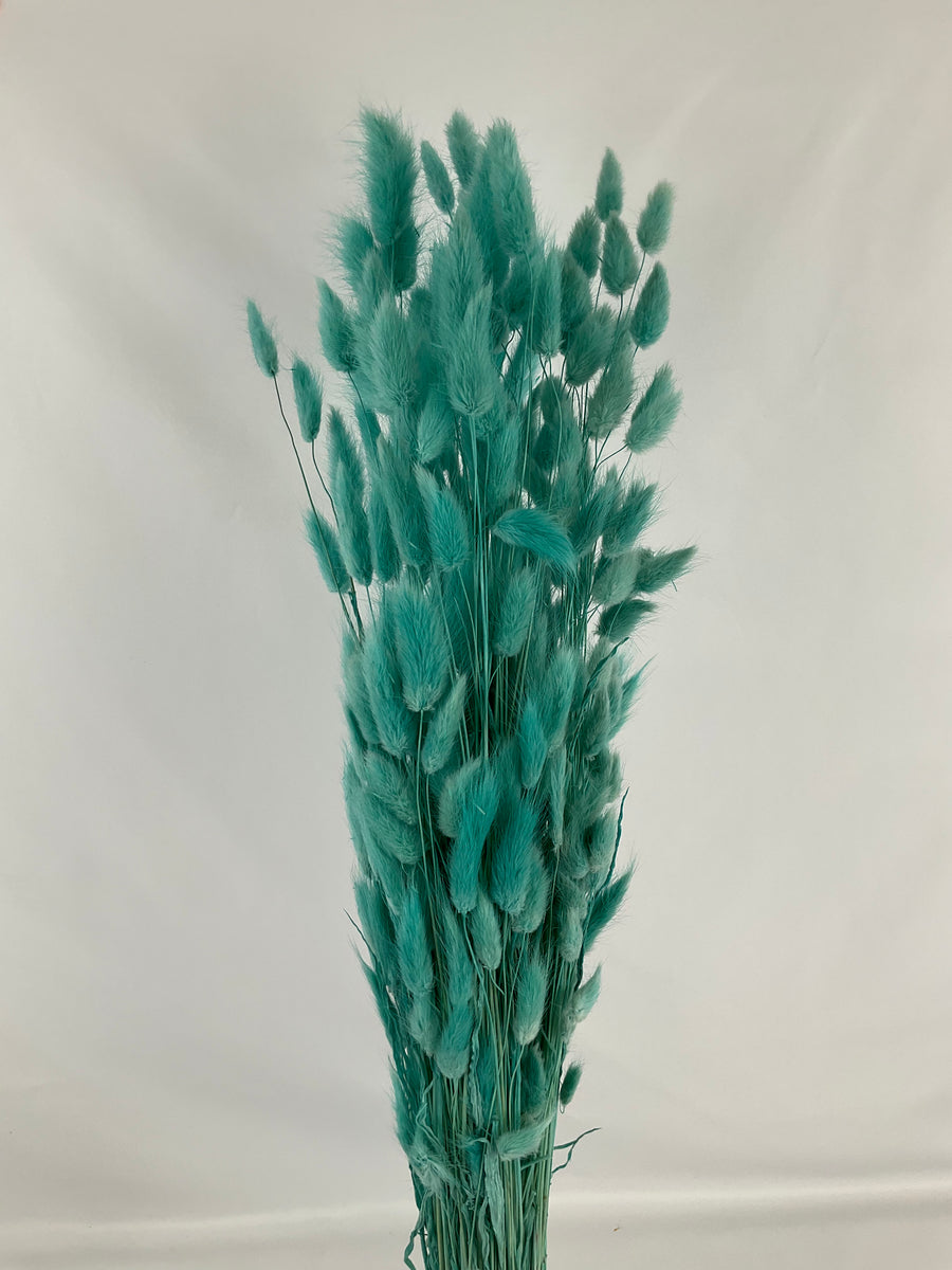 Lagurus