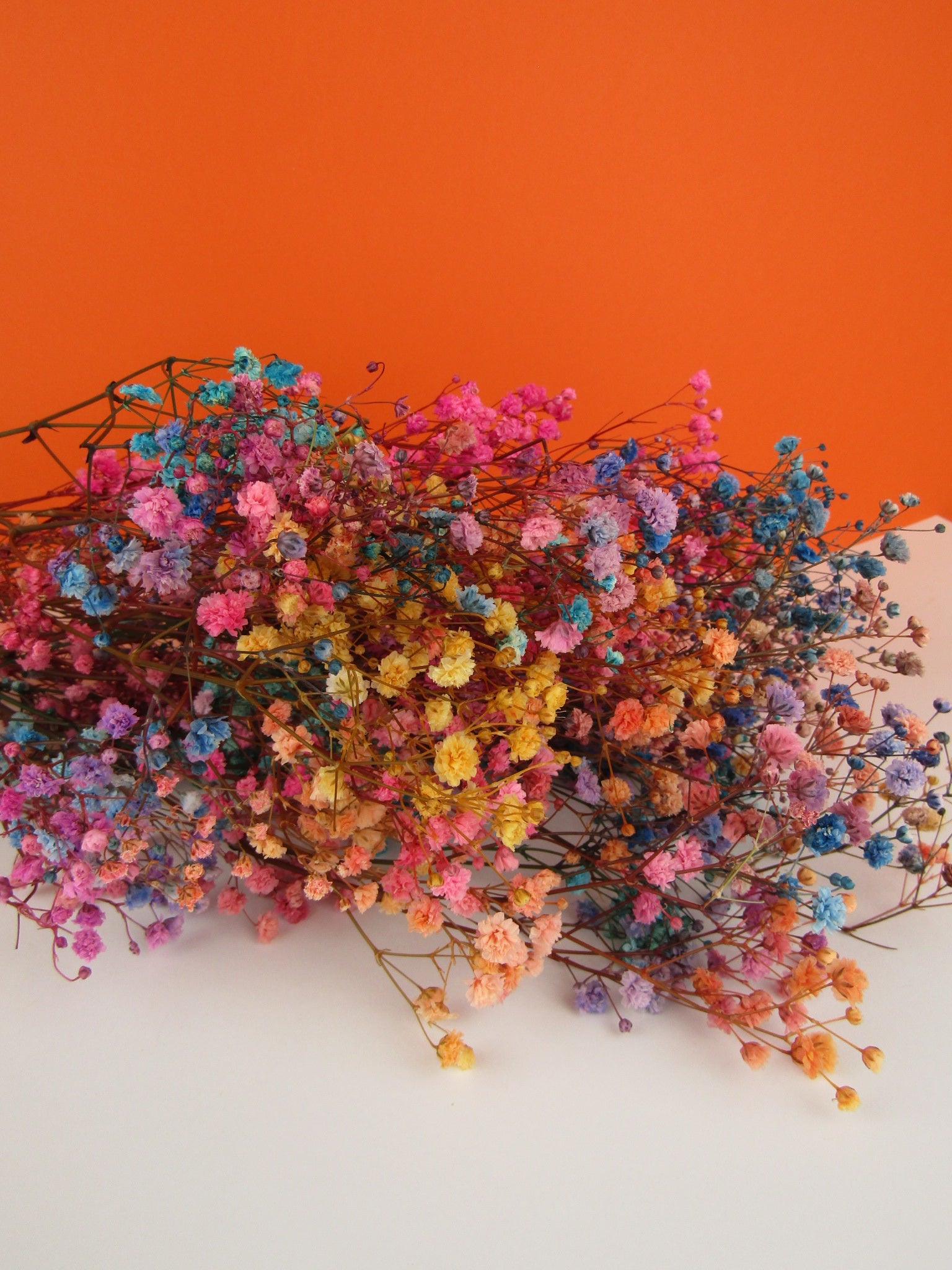Paniculata preservada