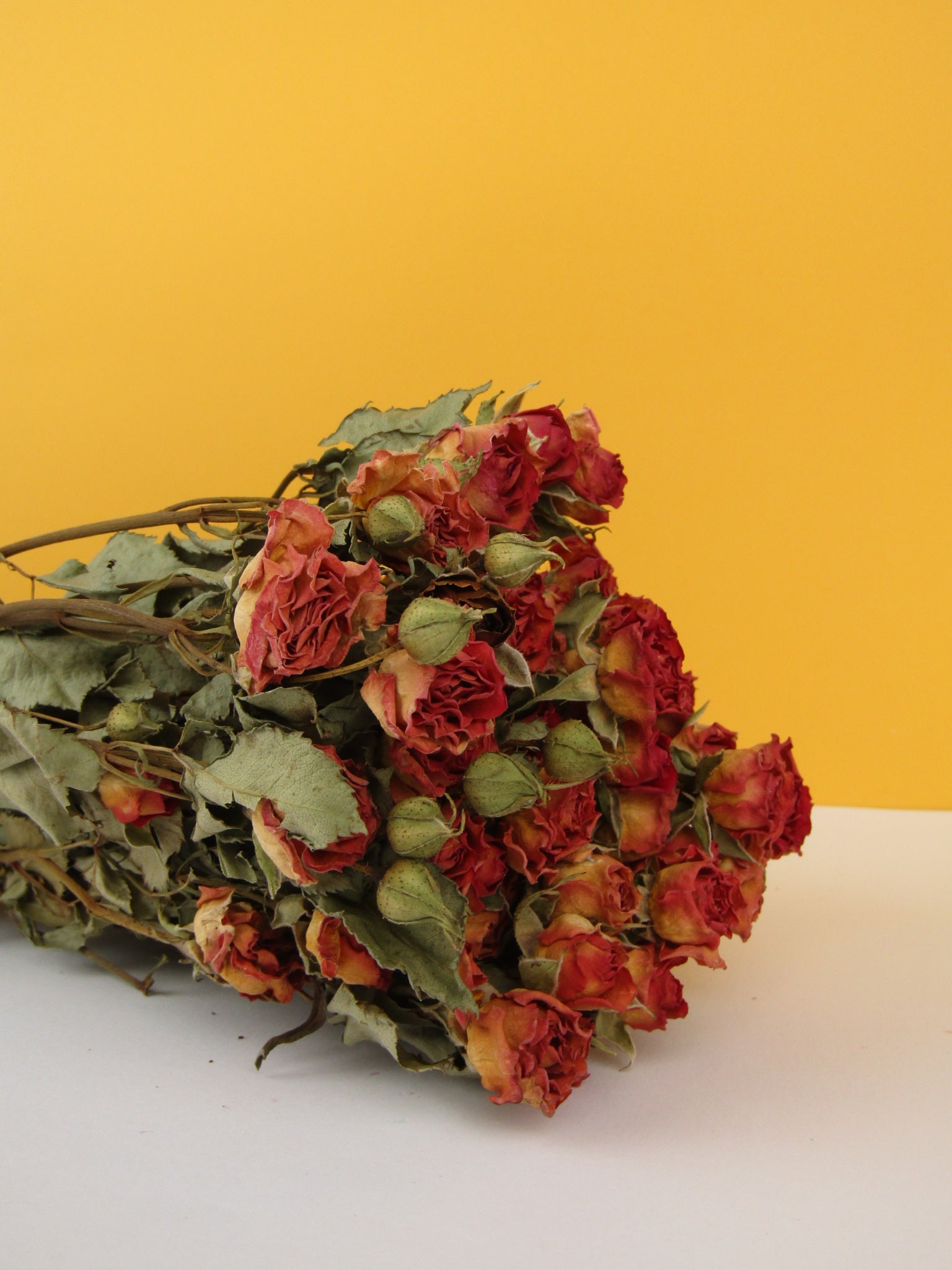 Rosas secas mini