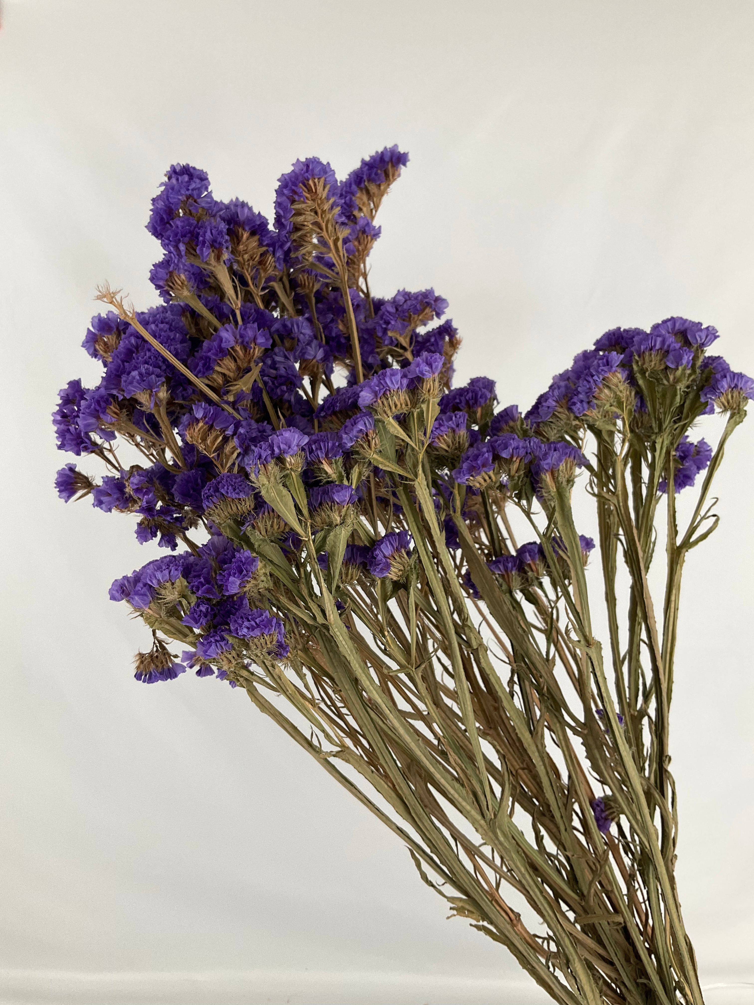 Statice - Siempreviva