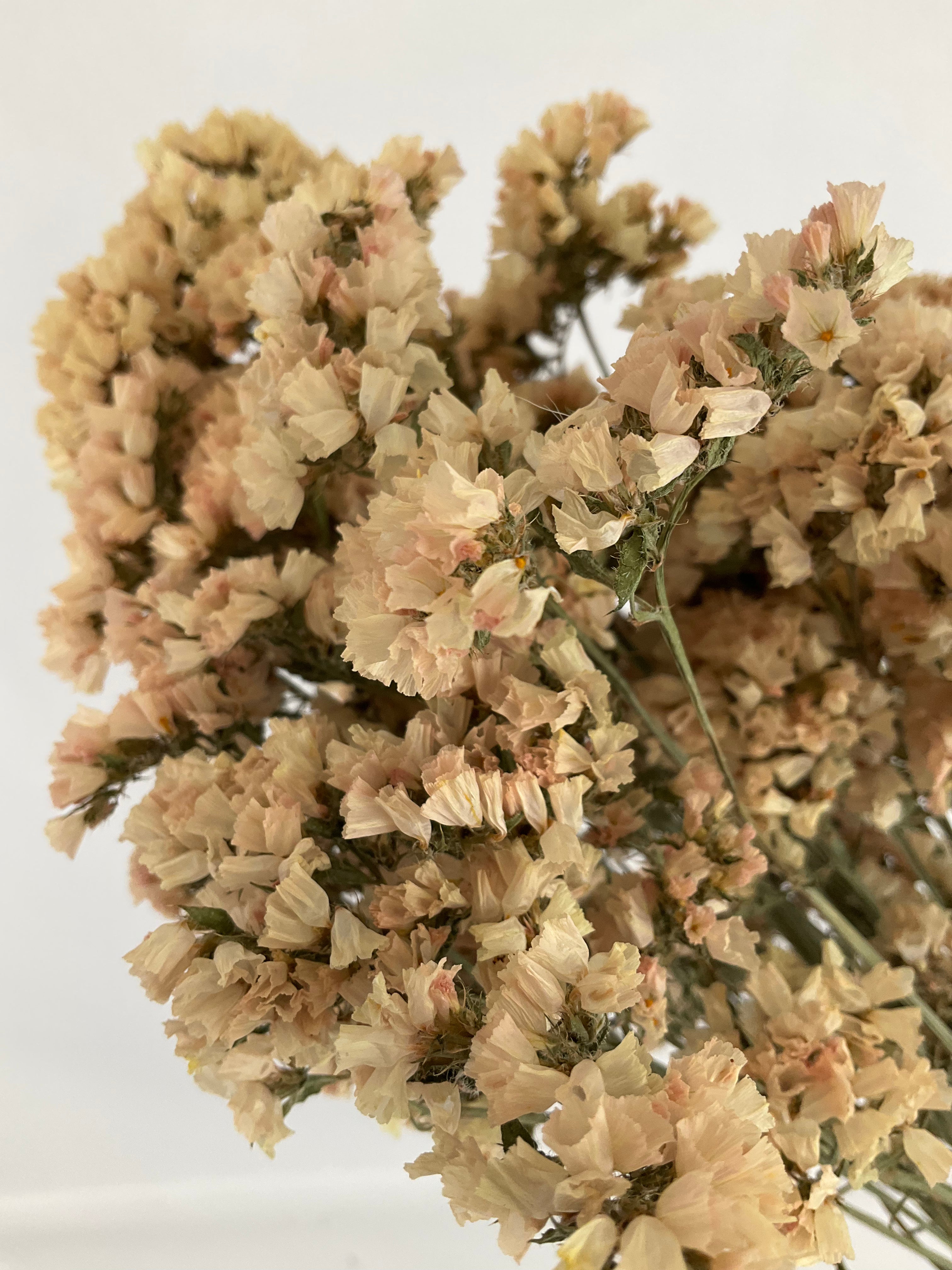 Statice - Siempreviva