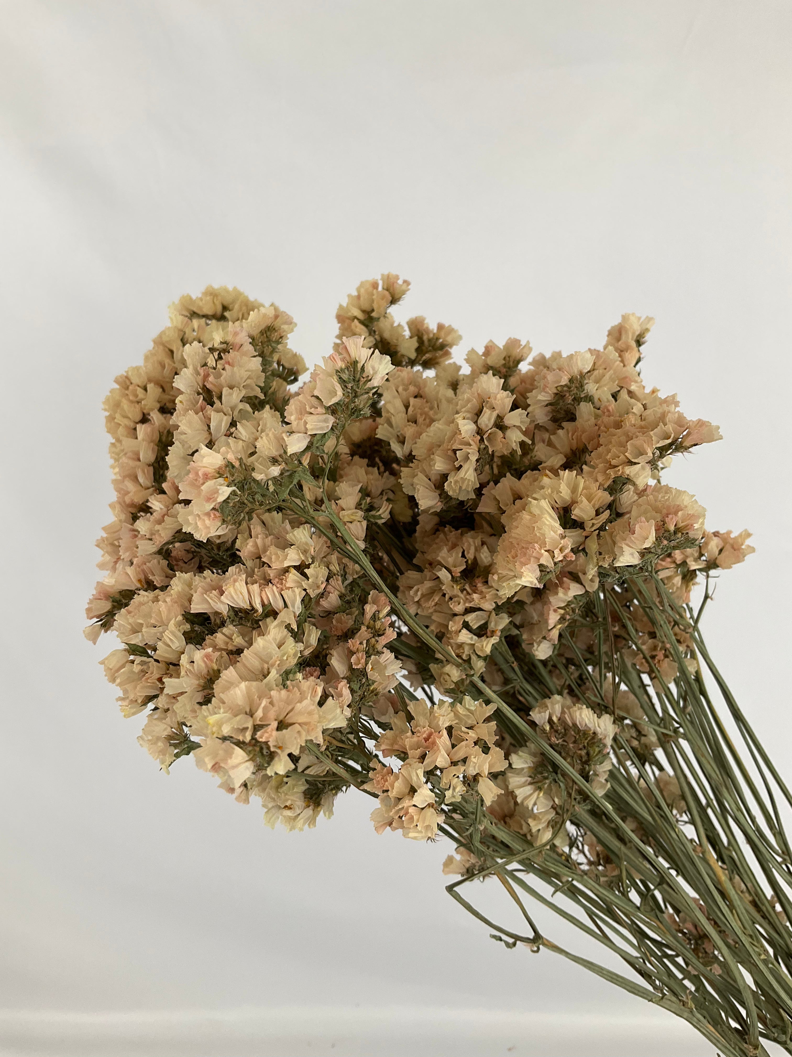 Statice - Siempreviva