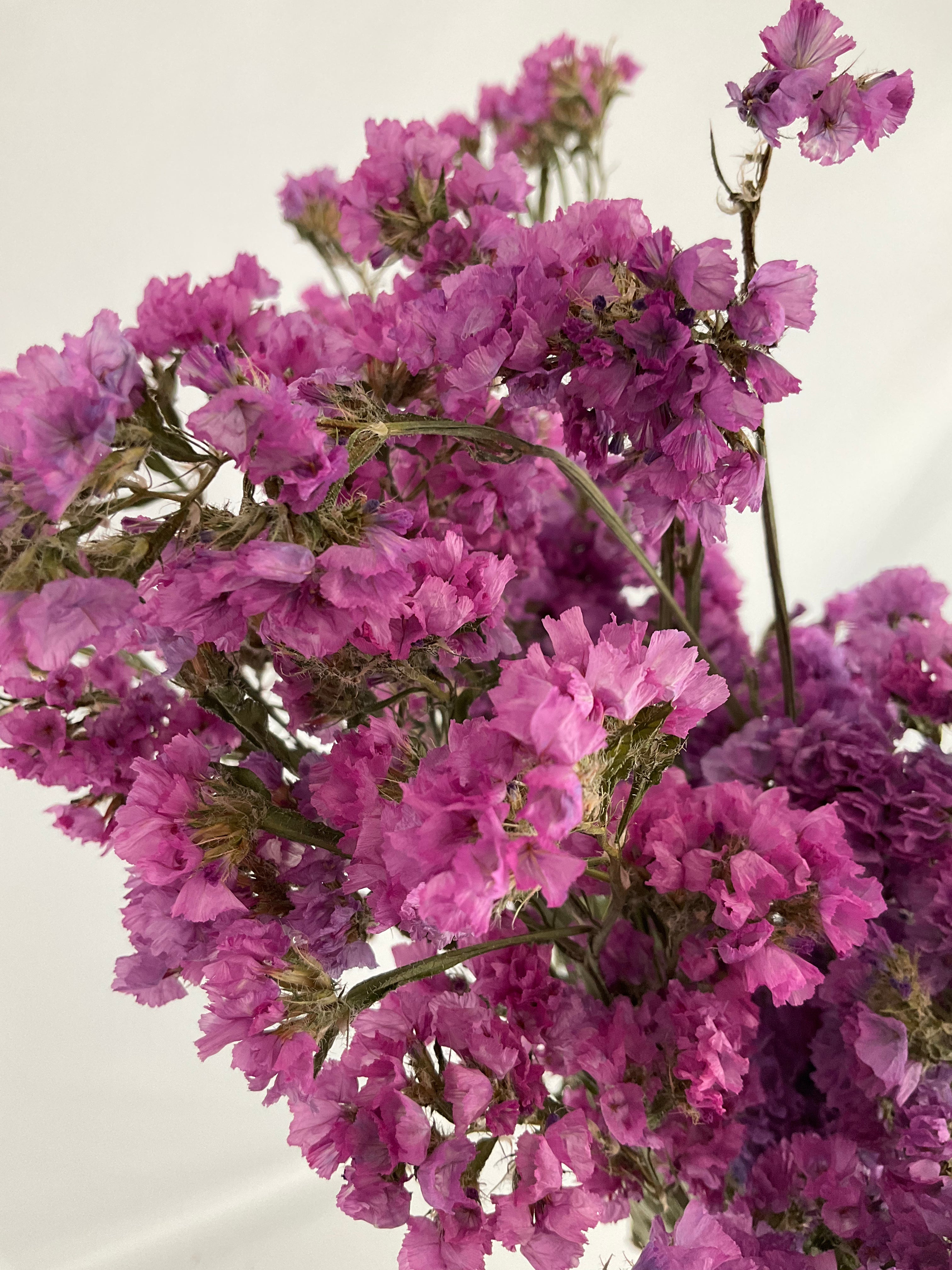 Statice - Siempreviva