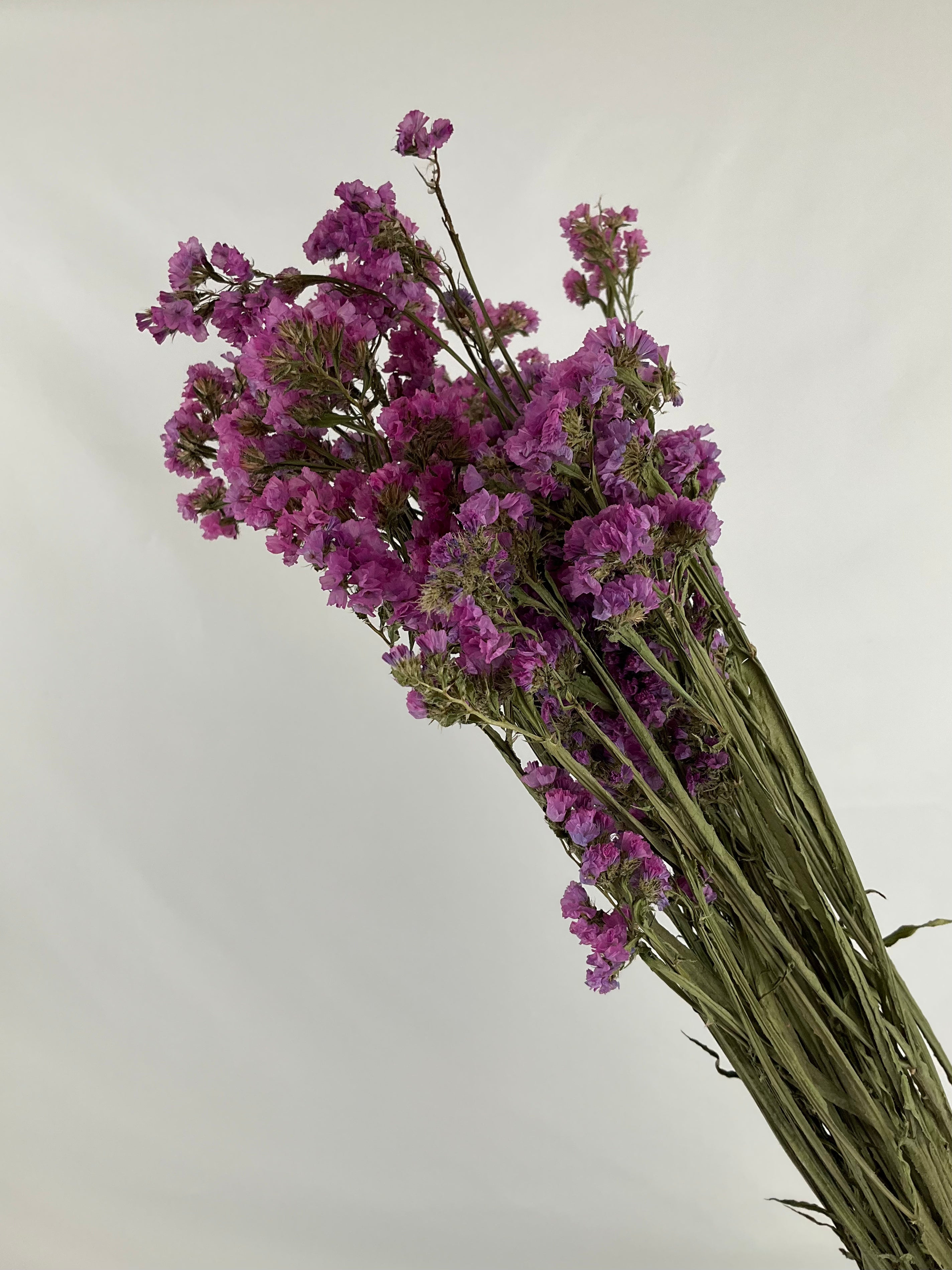 Statice - Siempreviva