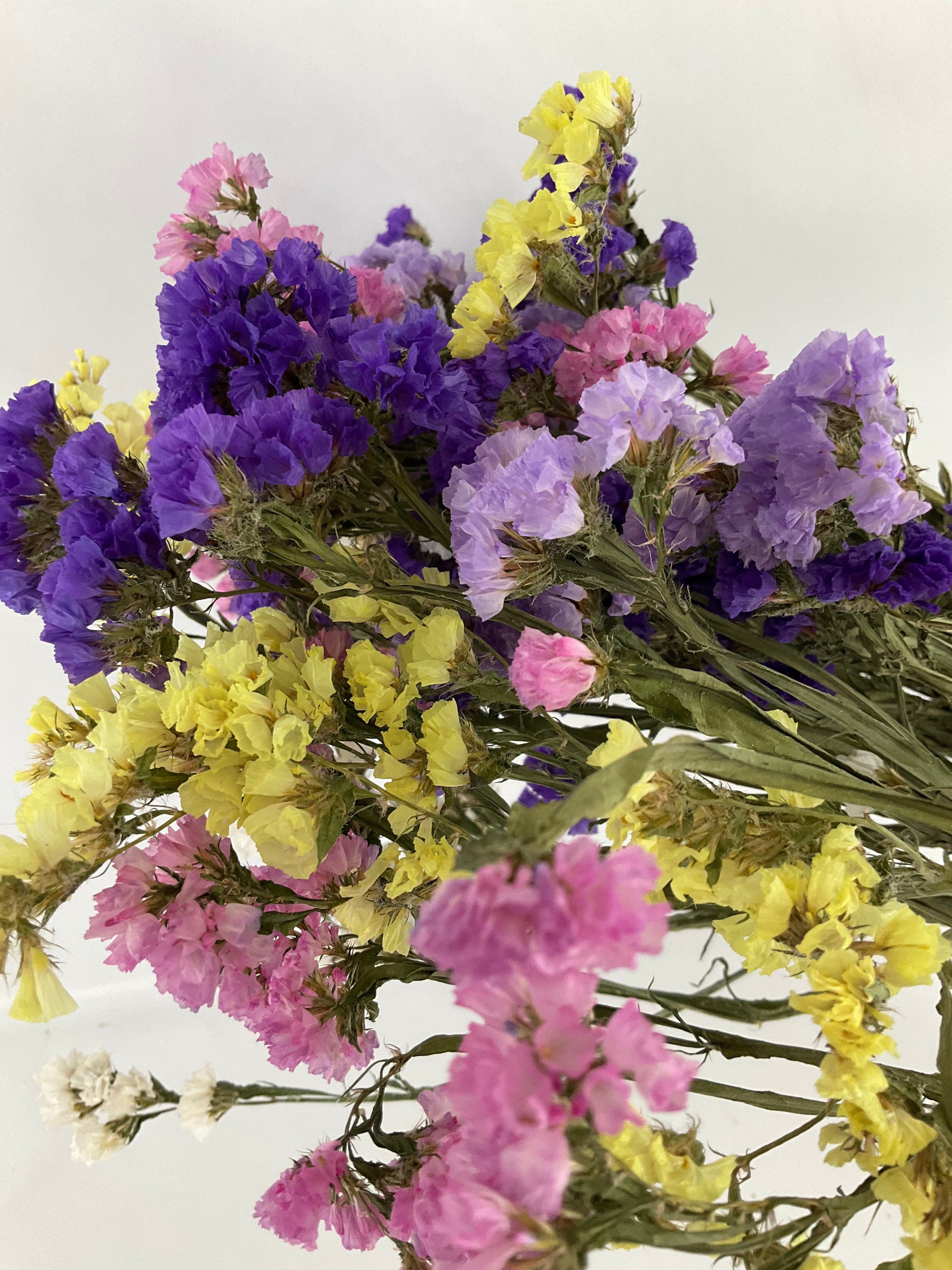 Statice - Siempreviva