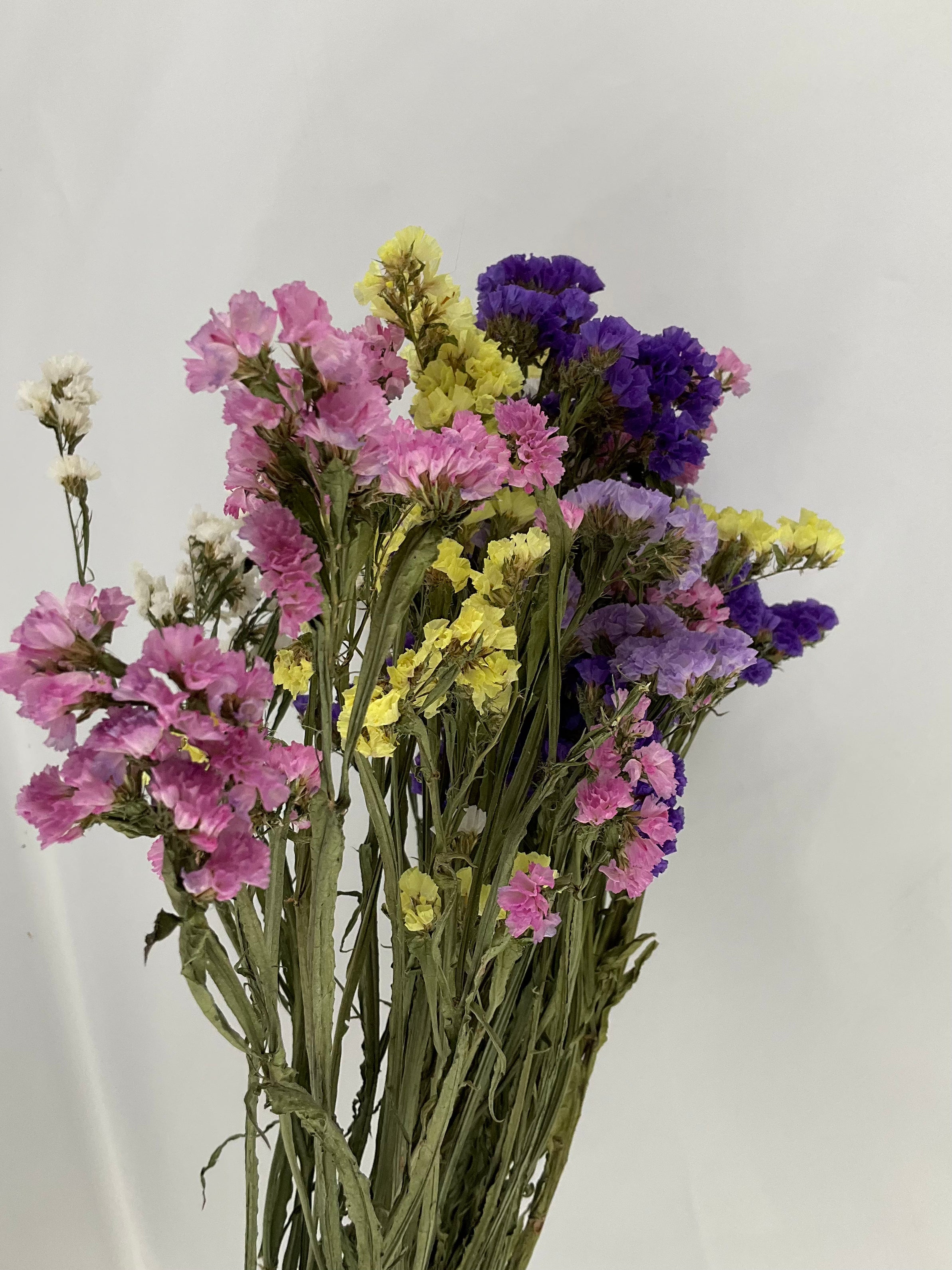 Statice - Siempreviva