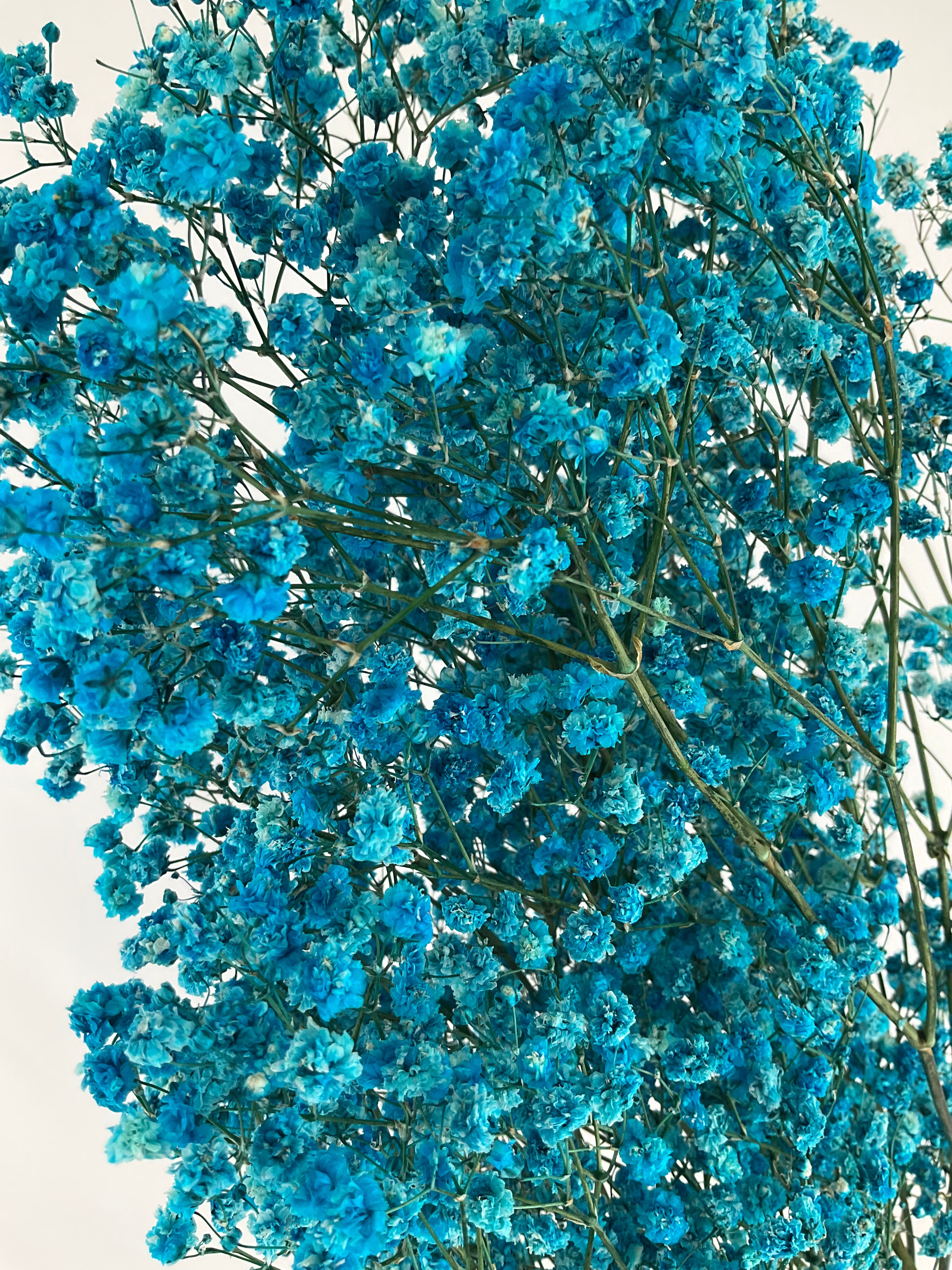 Paniculata preservada