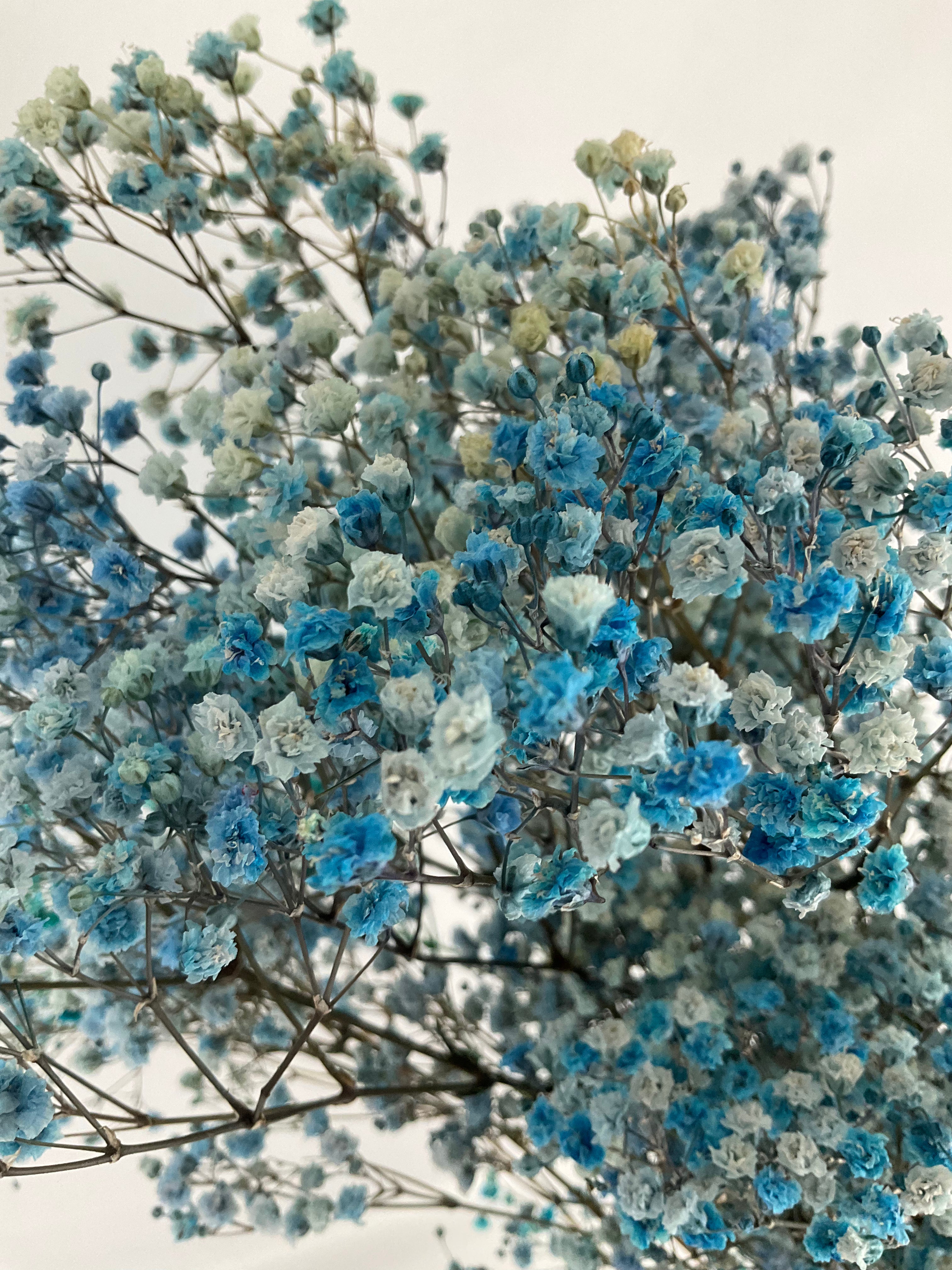 Paniculata preservada