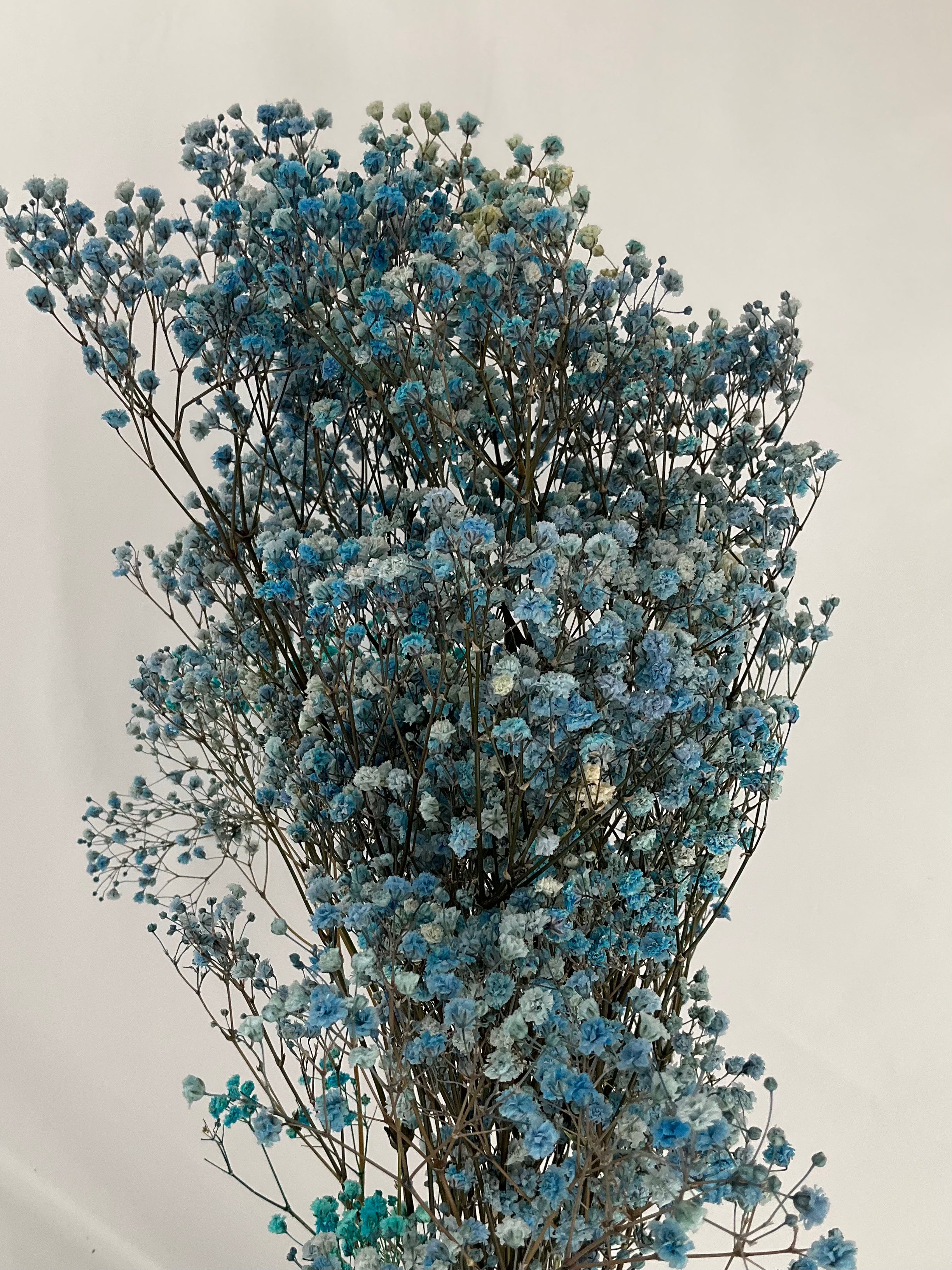 Paniculata preservada