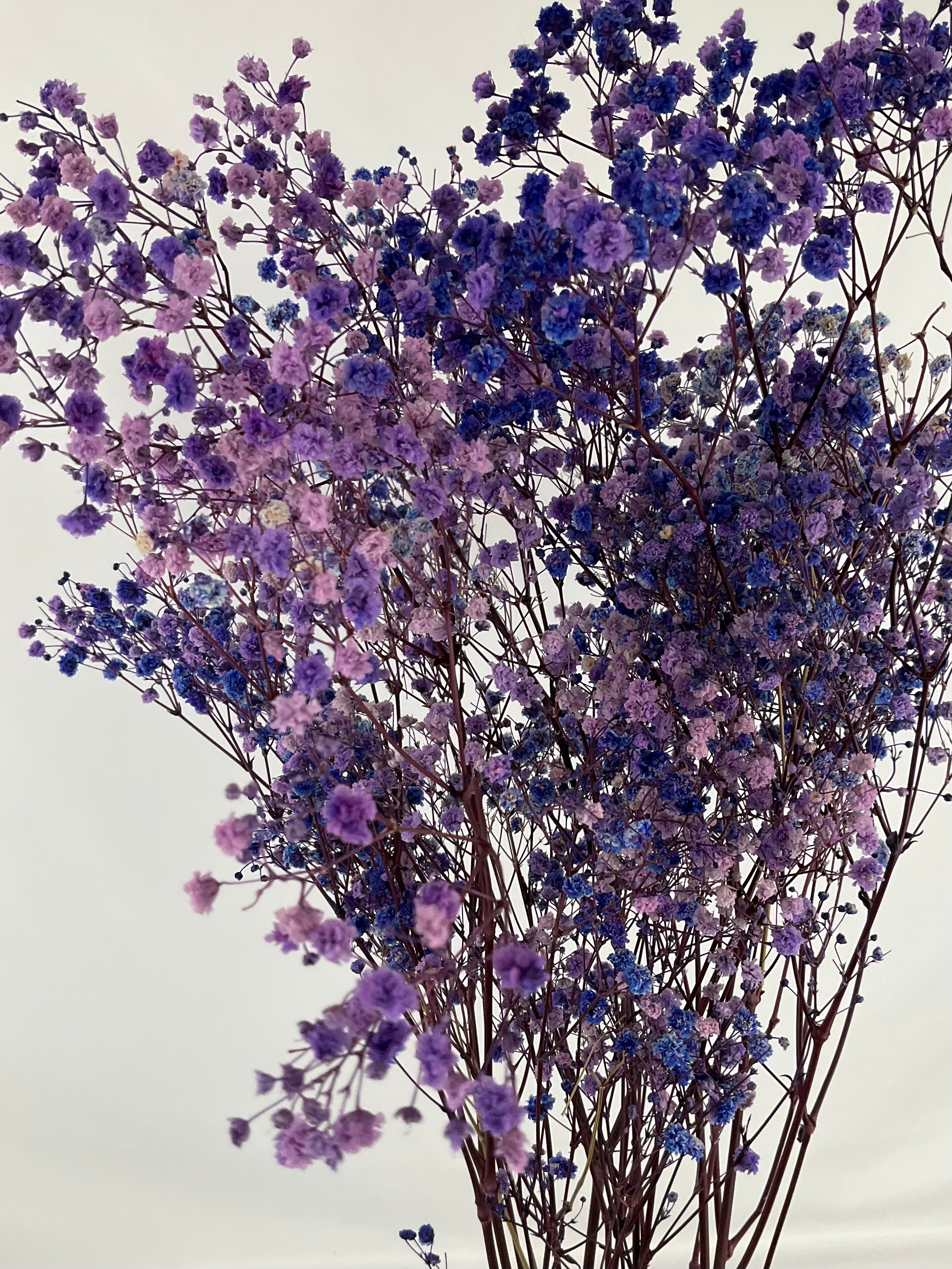 Paniculata preservada