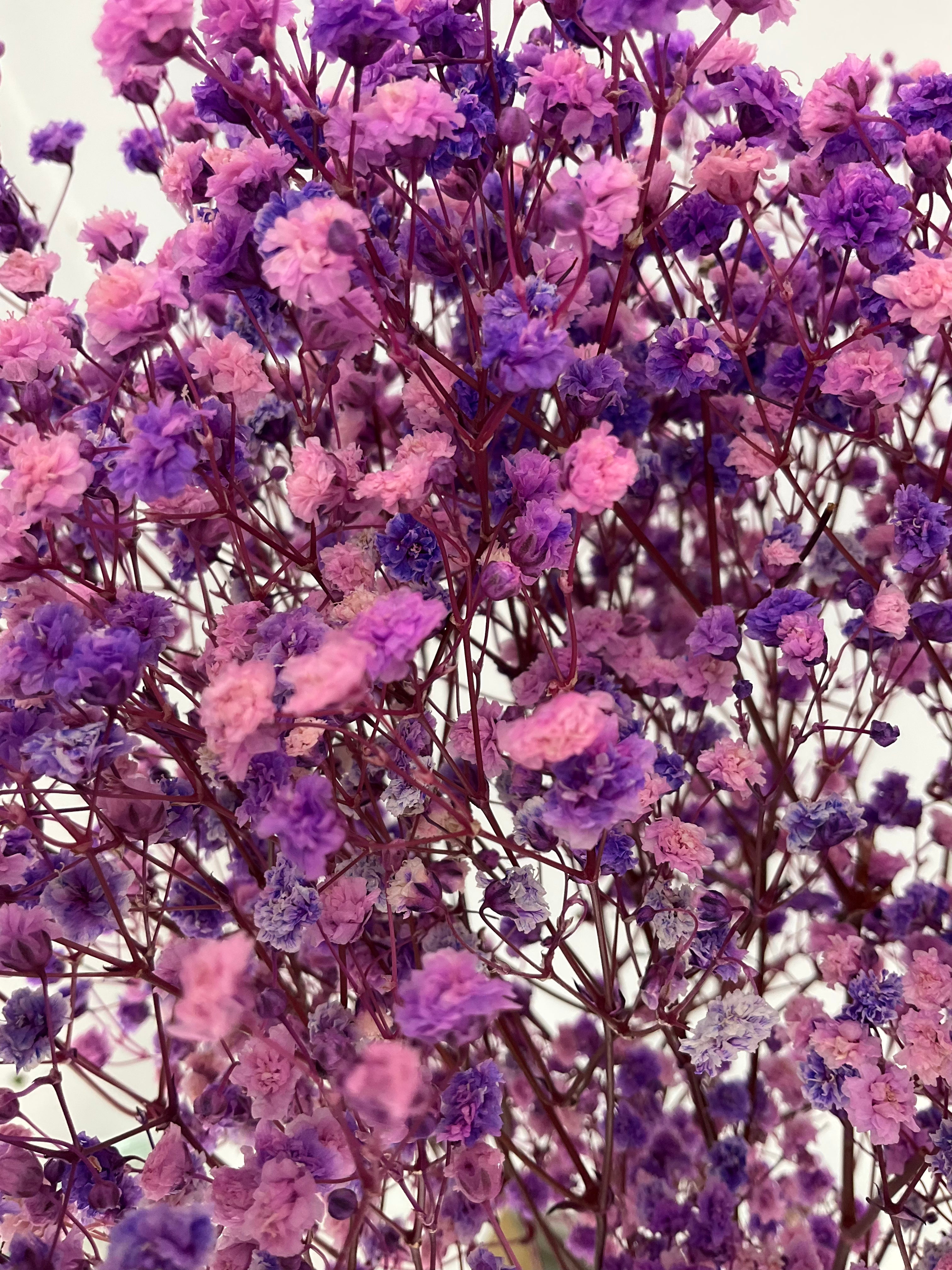 Paniculata preservada