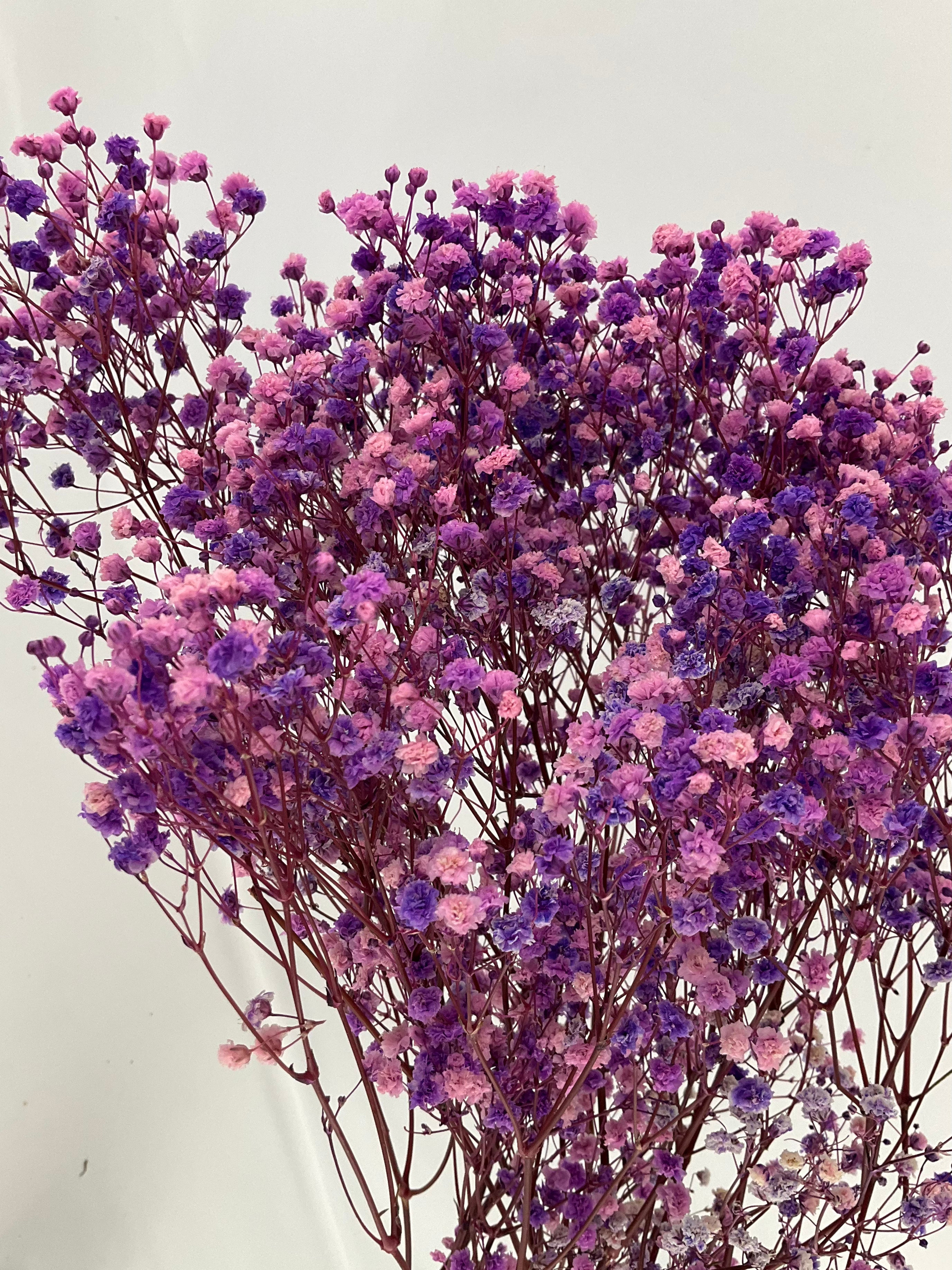 Paniculata preservada