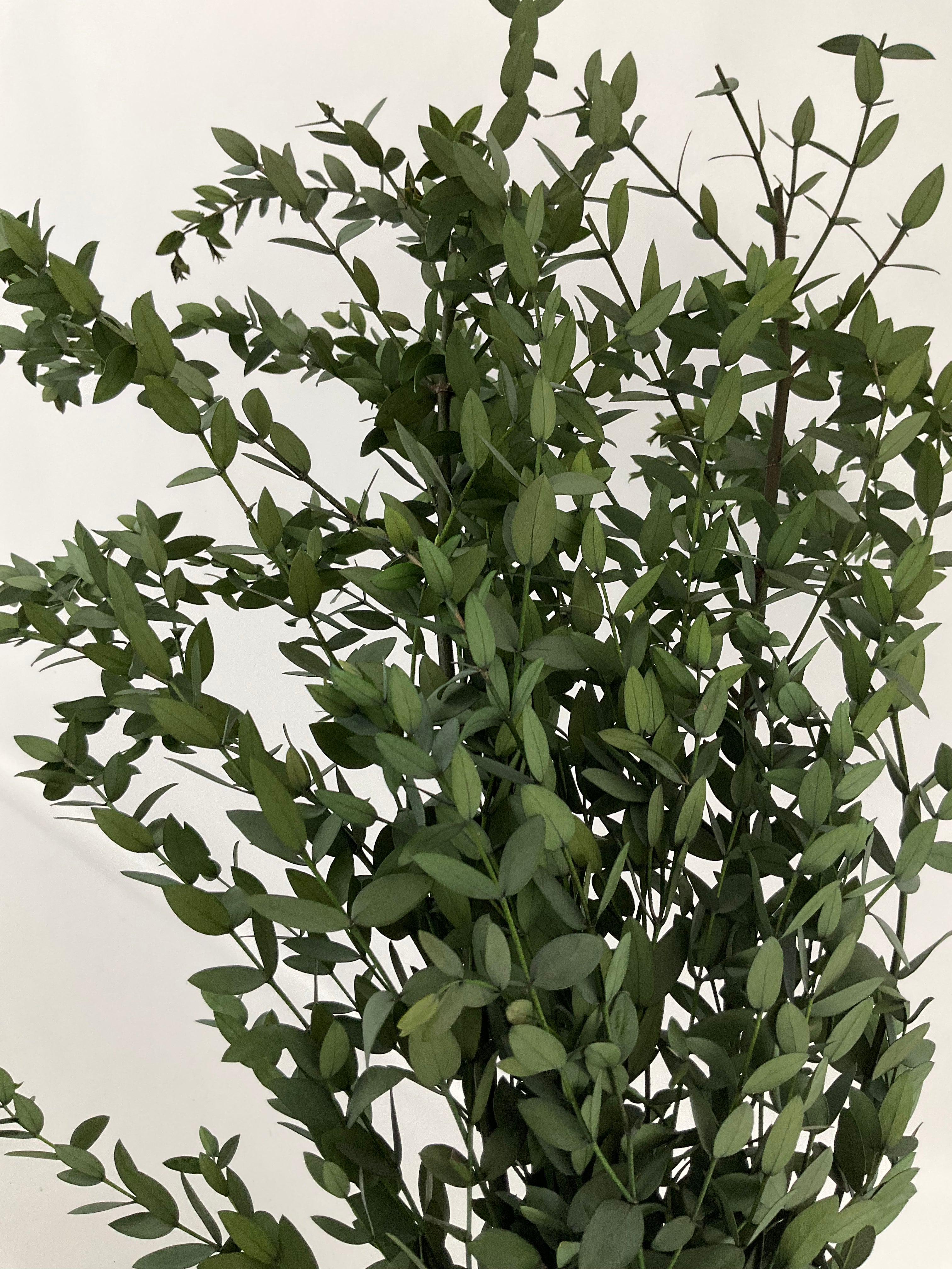 Eucaliptus parvifolia